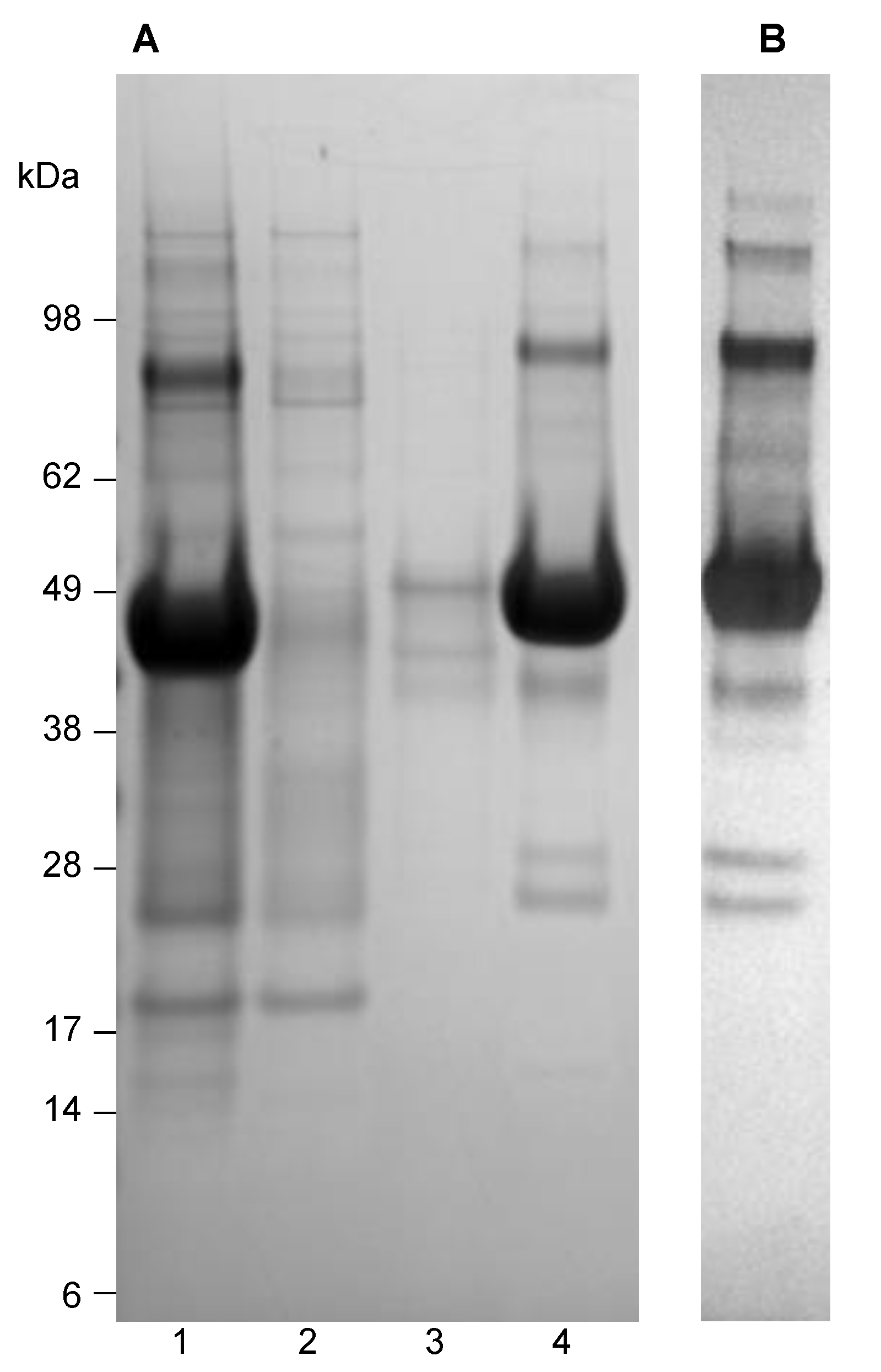Vaccines 09 00157 g001