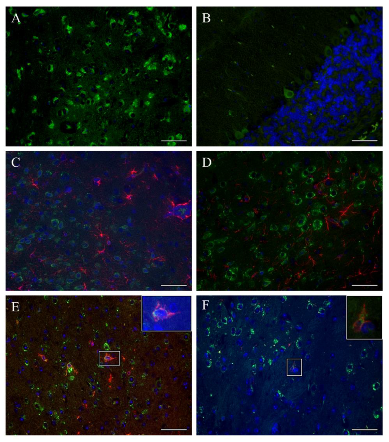 Vaccines 09 00196 g003 Vaccines 09 00196 g003
