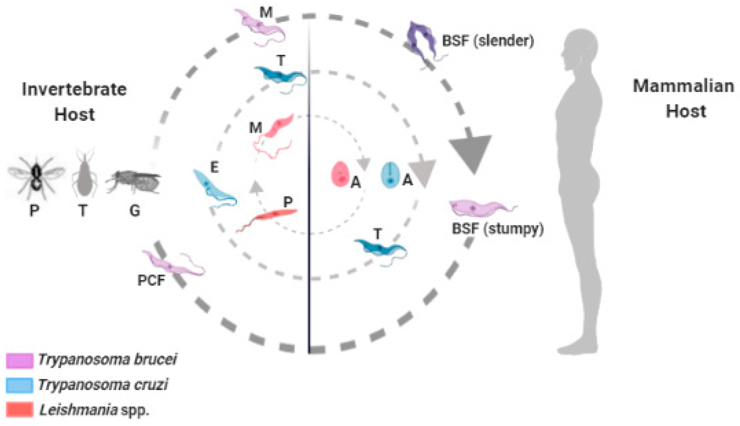 Vaccines 09 00220 g001