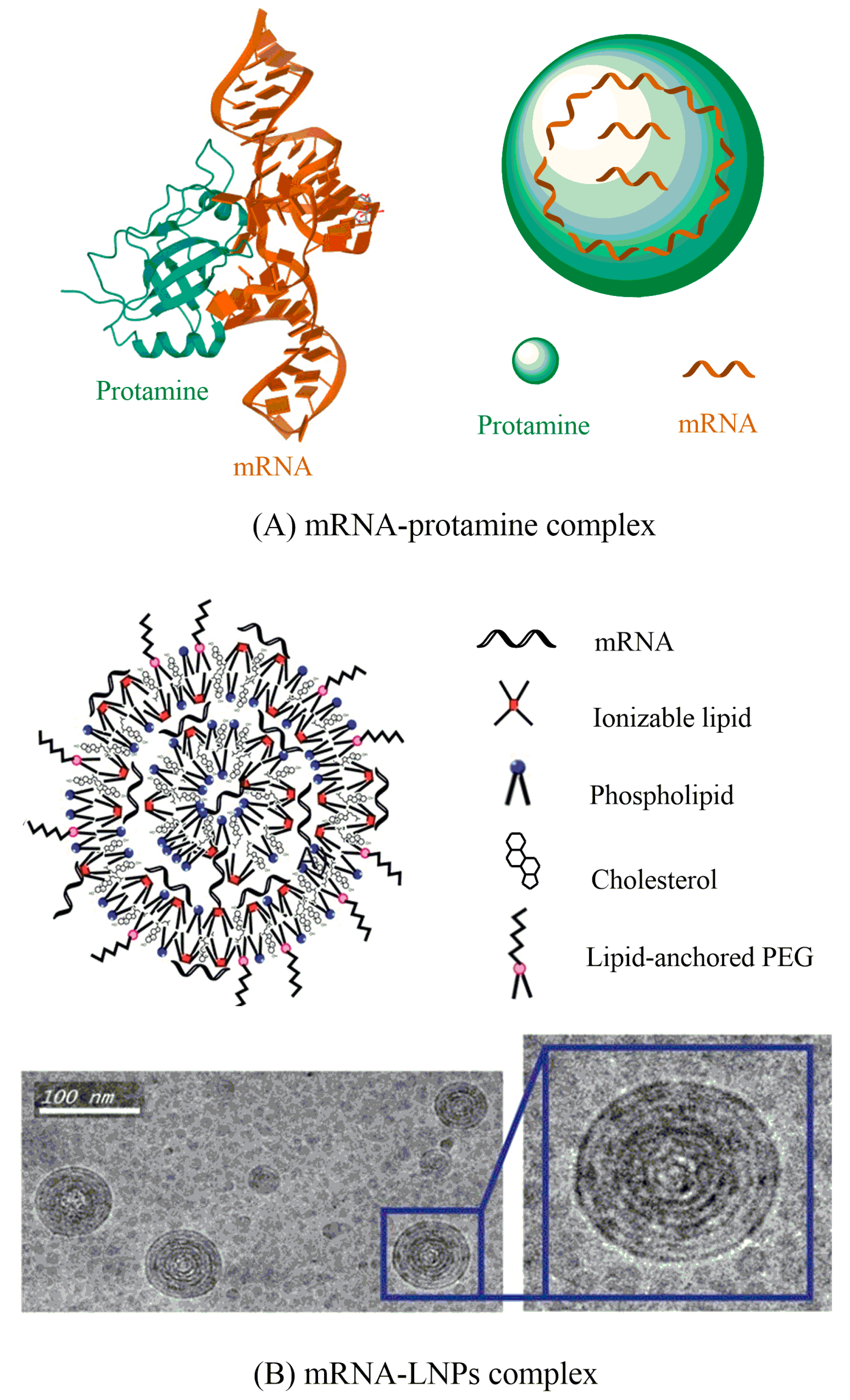 Vaccines 09 00244 g003 Vaccines 09 00244 g003