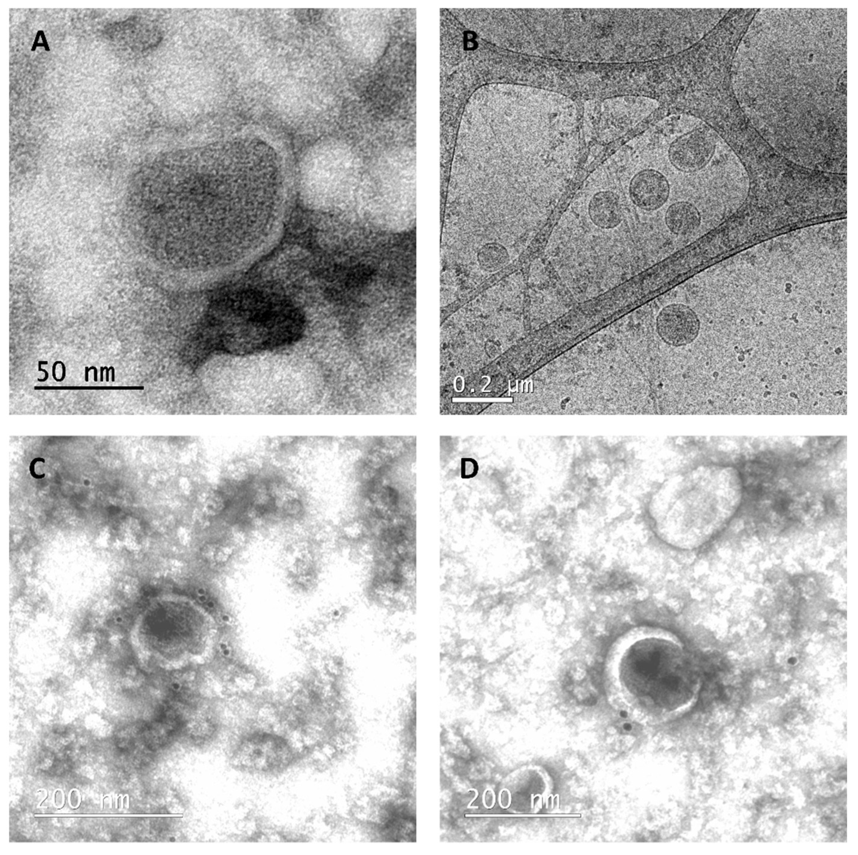 Vaccines 09 00251 g005