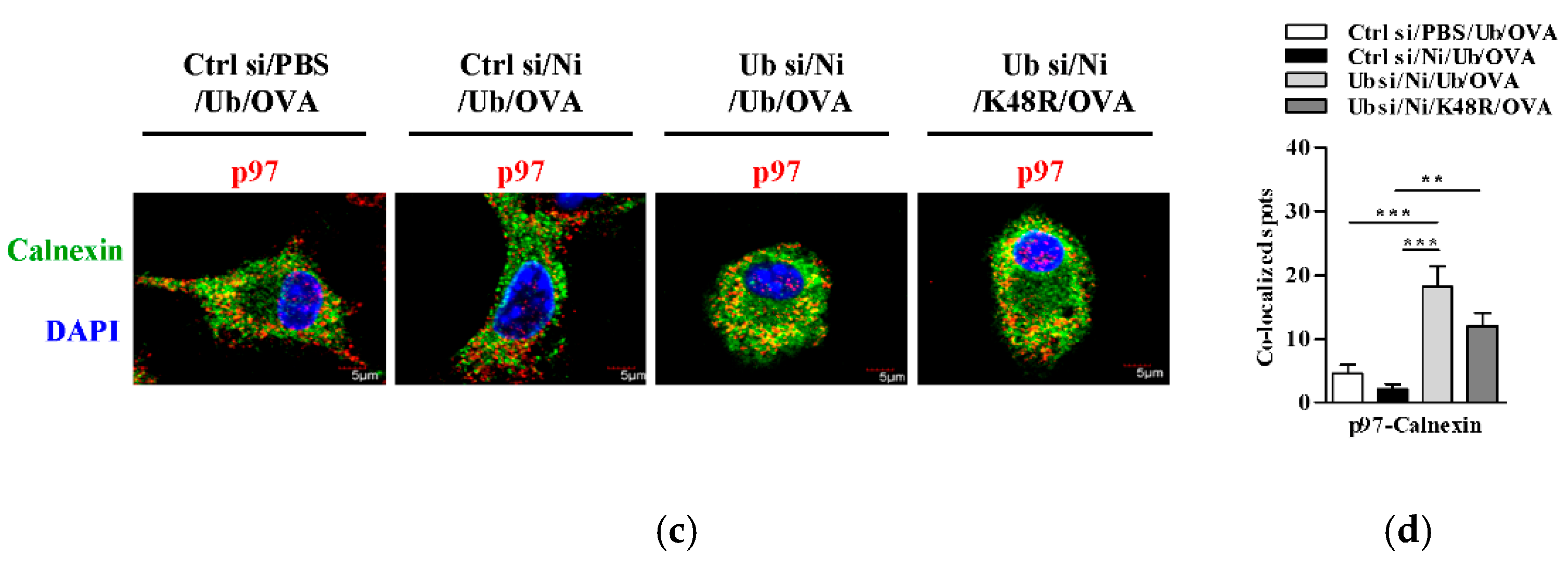 Vaccines 09 00278 g005b