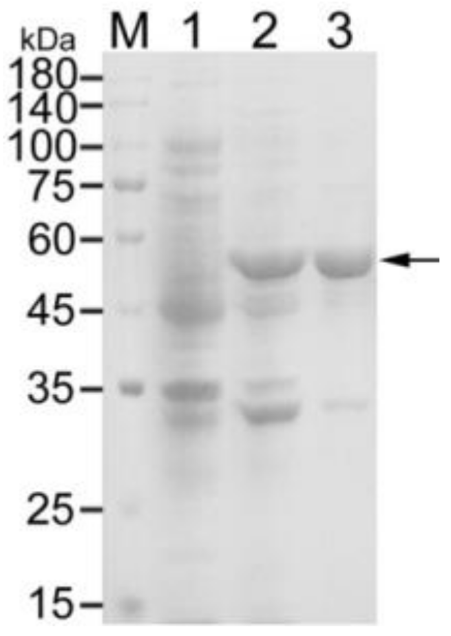 Vaccines 09 00304 g001