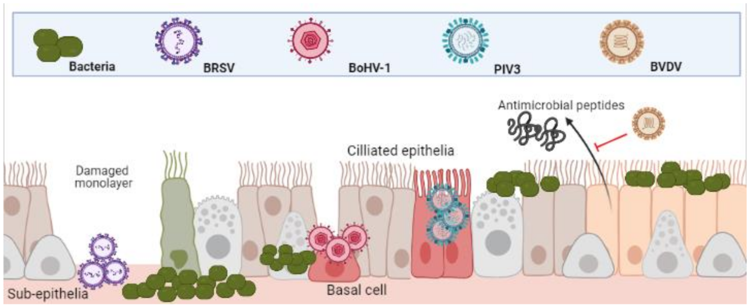 Vaccines 09 00337 g001