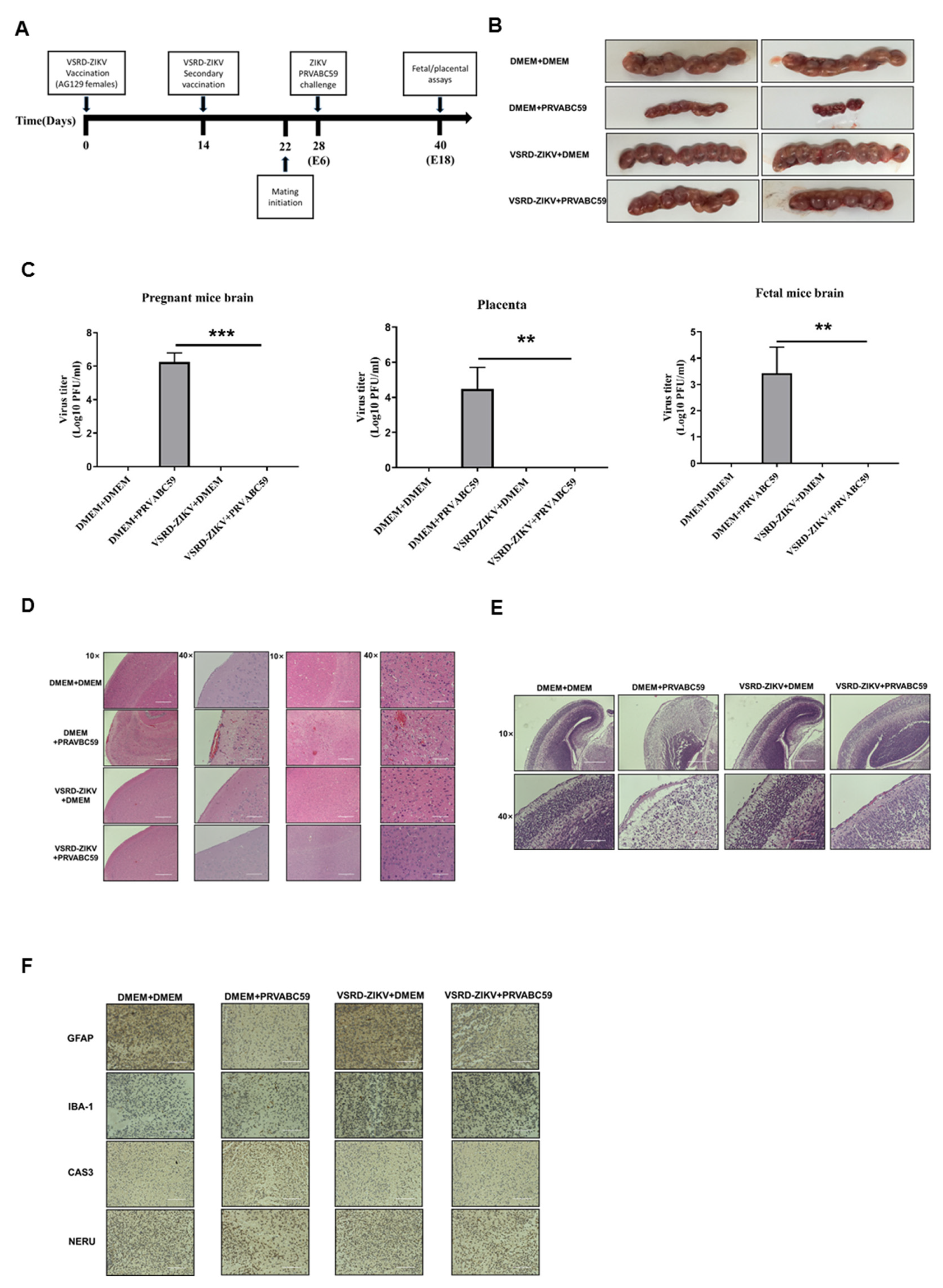 Vaccines 09 00338 g004