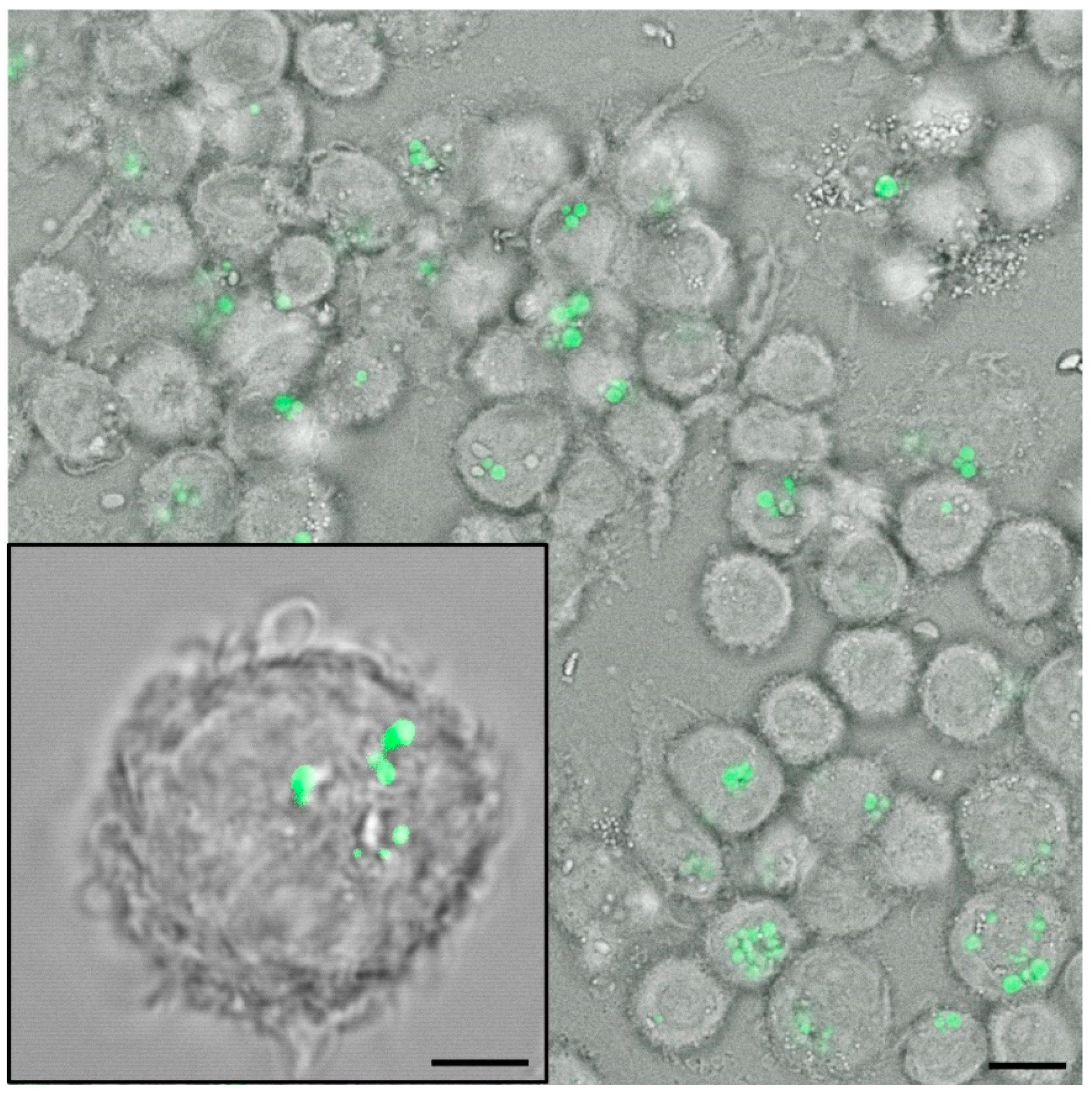 Vaccines 09 00369 g003 Vaccines 09 00369 g003