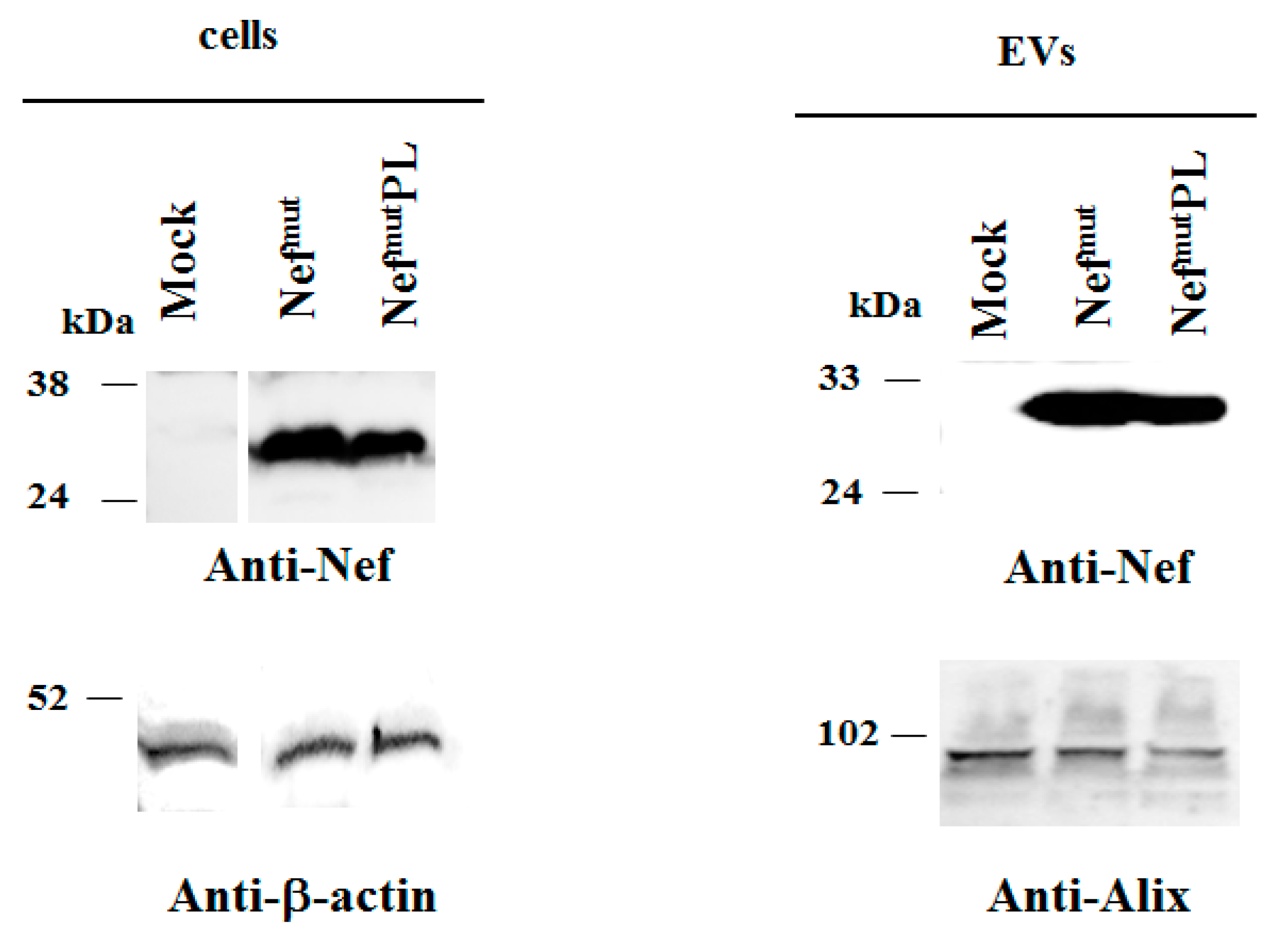 Vaccines 09 00373 g002 Vaccines 09 00373 g002