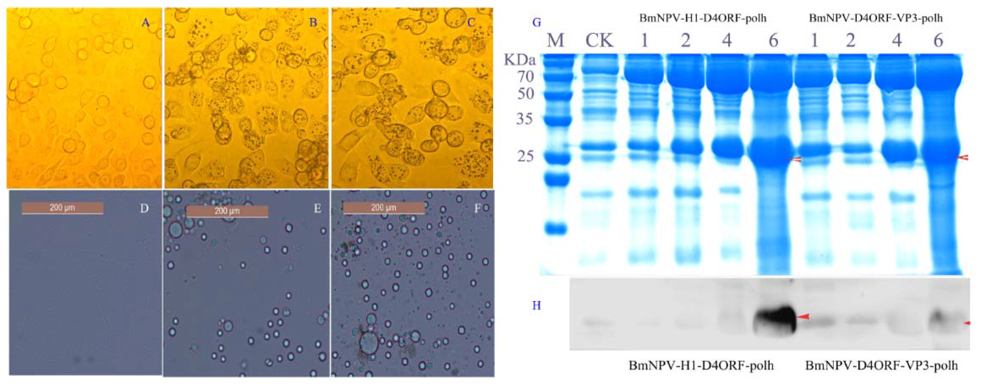 Vaccines 09 00397 g002