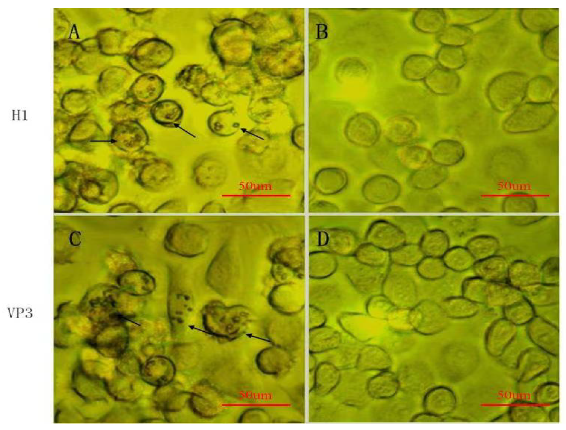 Vaccines 09 00397 g005