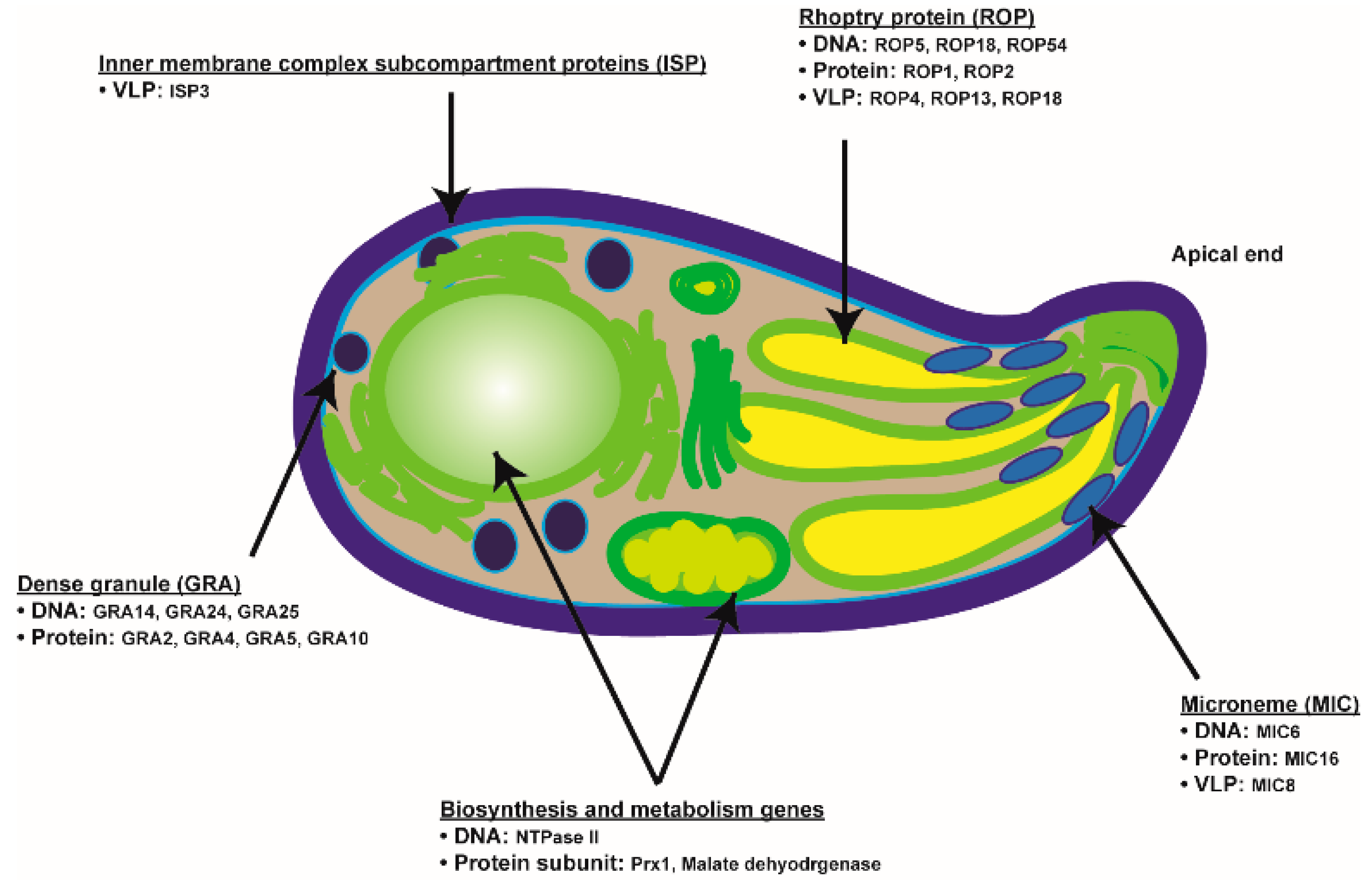 Vaccines 09 00413 g001