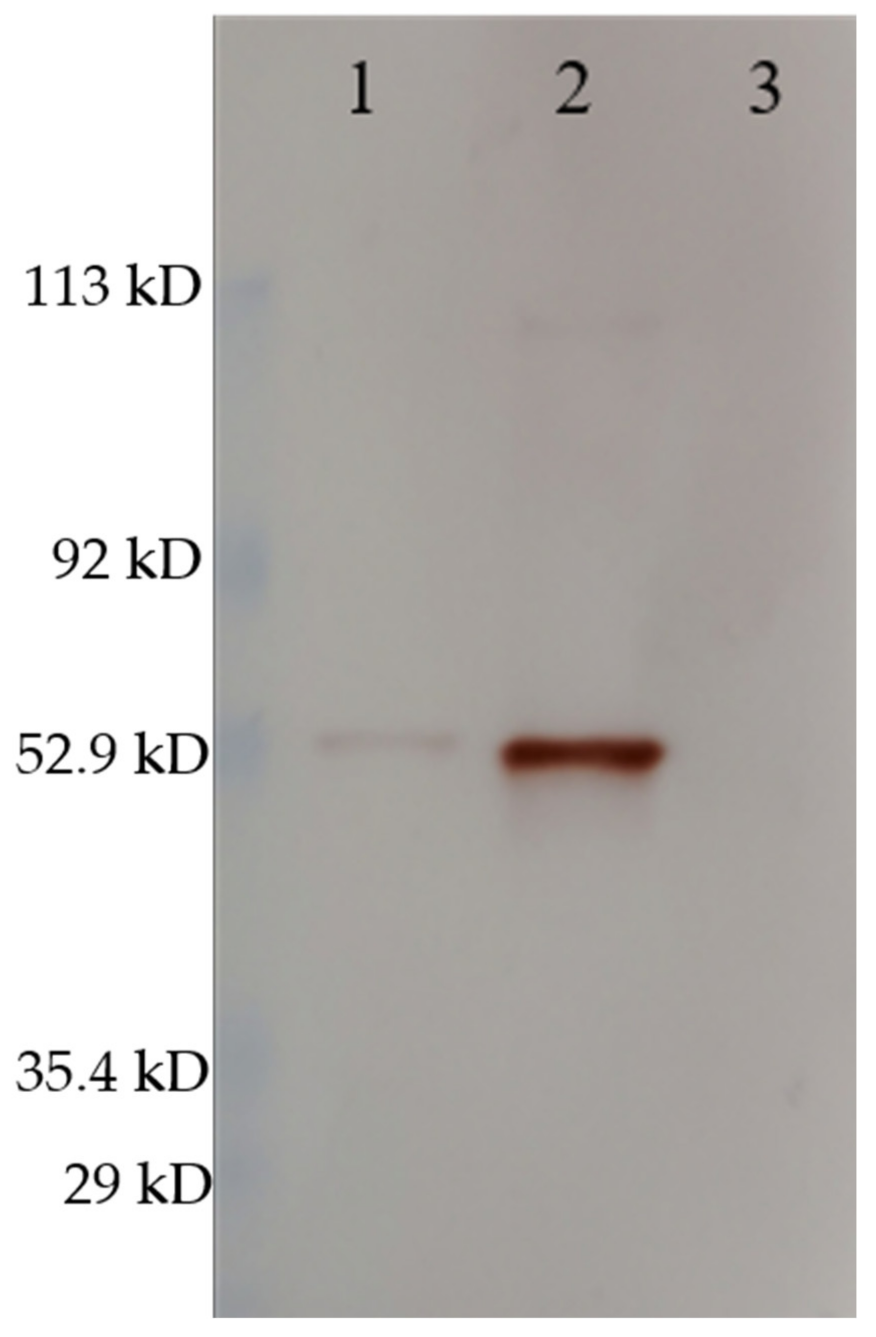 Vaccines 09 00447 g003