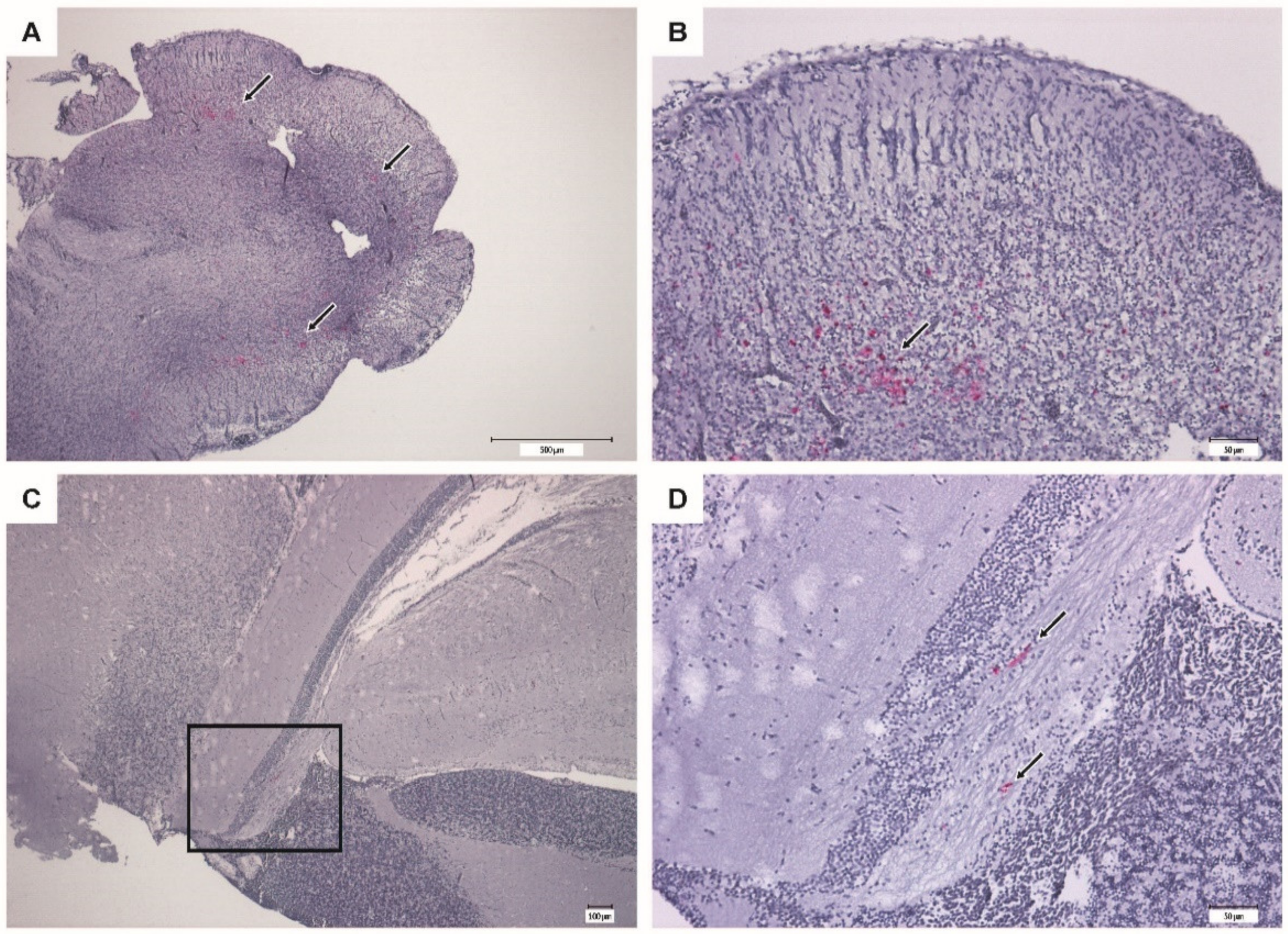 Vaccines 09 00447 g010