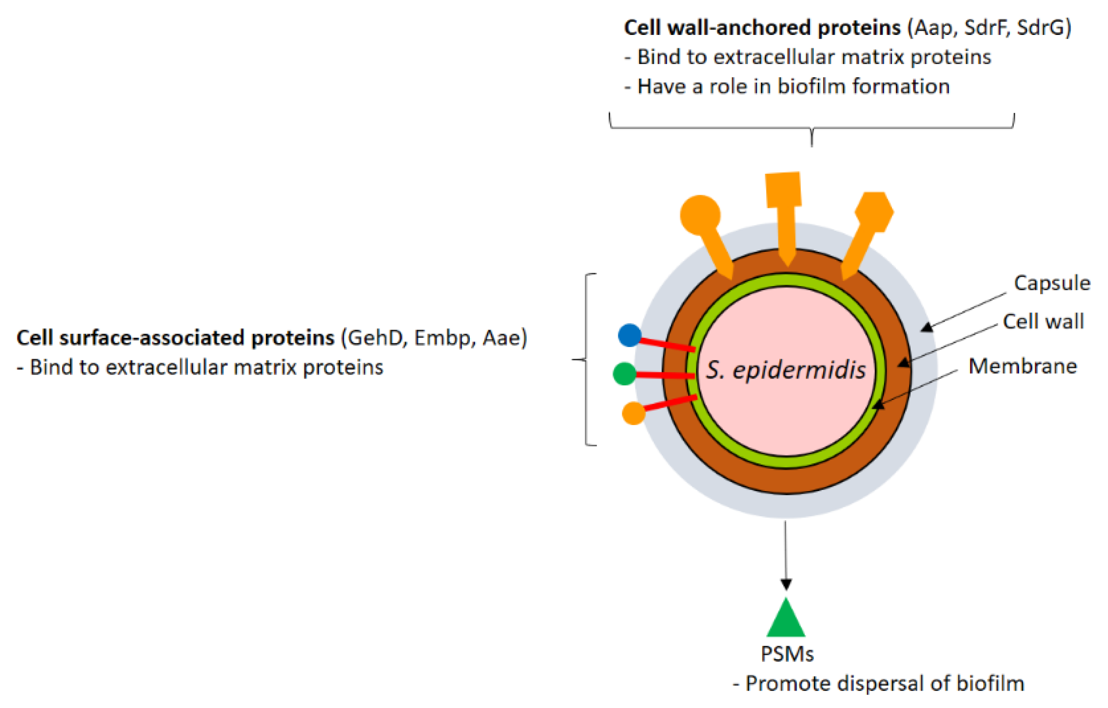 Vaccines 09 00459 g002 Vaccines 09 00459 g002