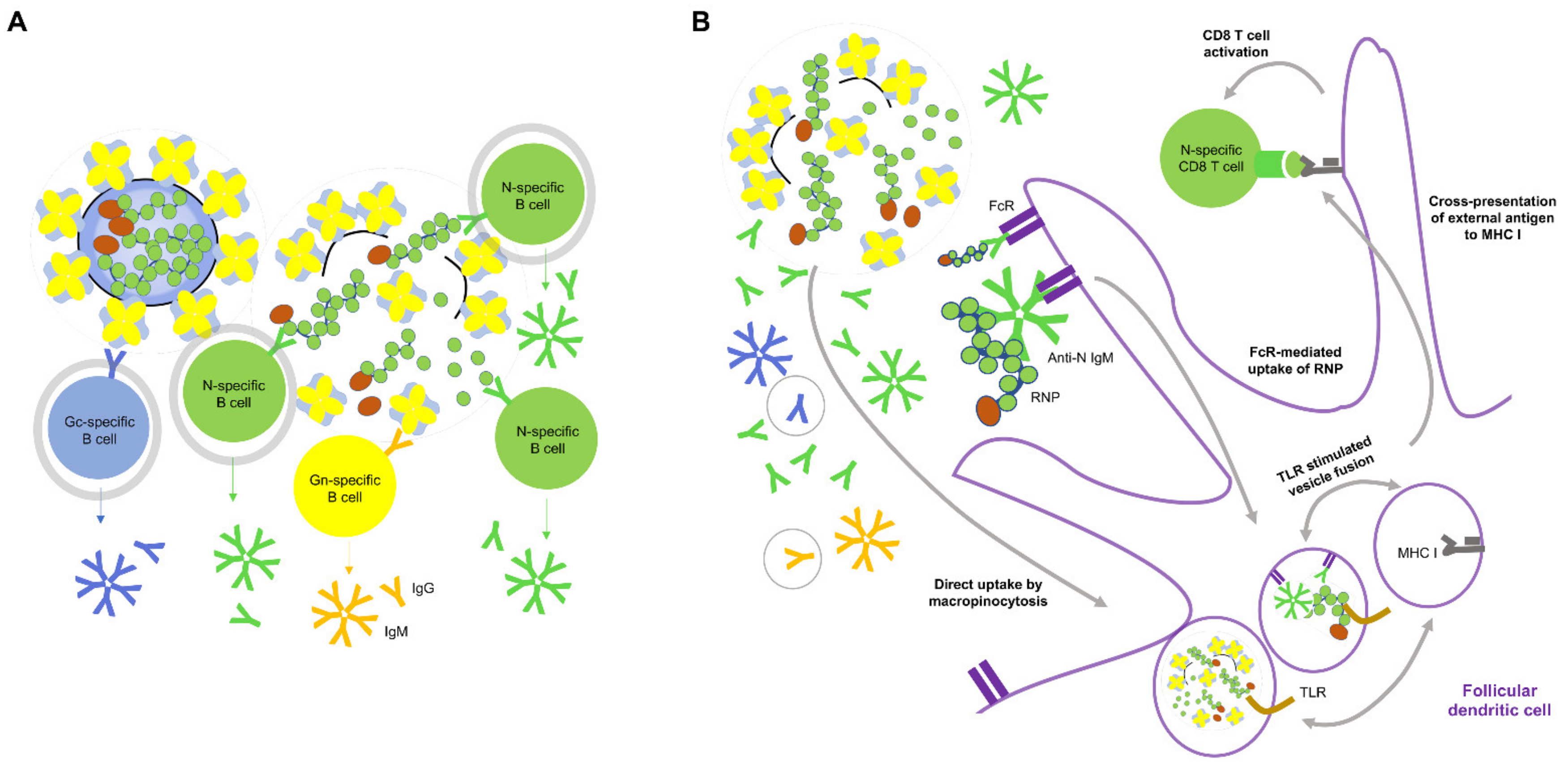 Vaccines 09 00518 g003