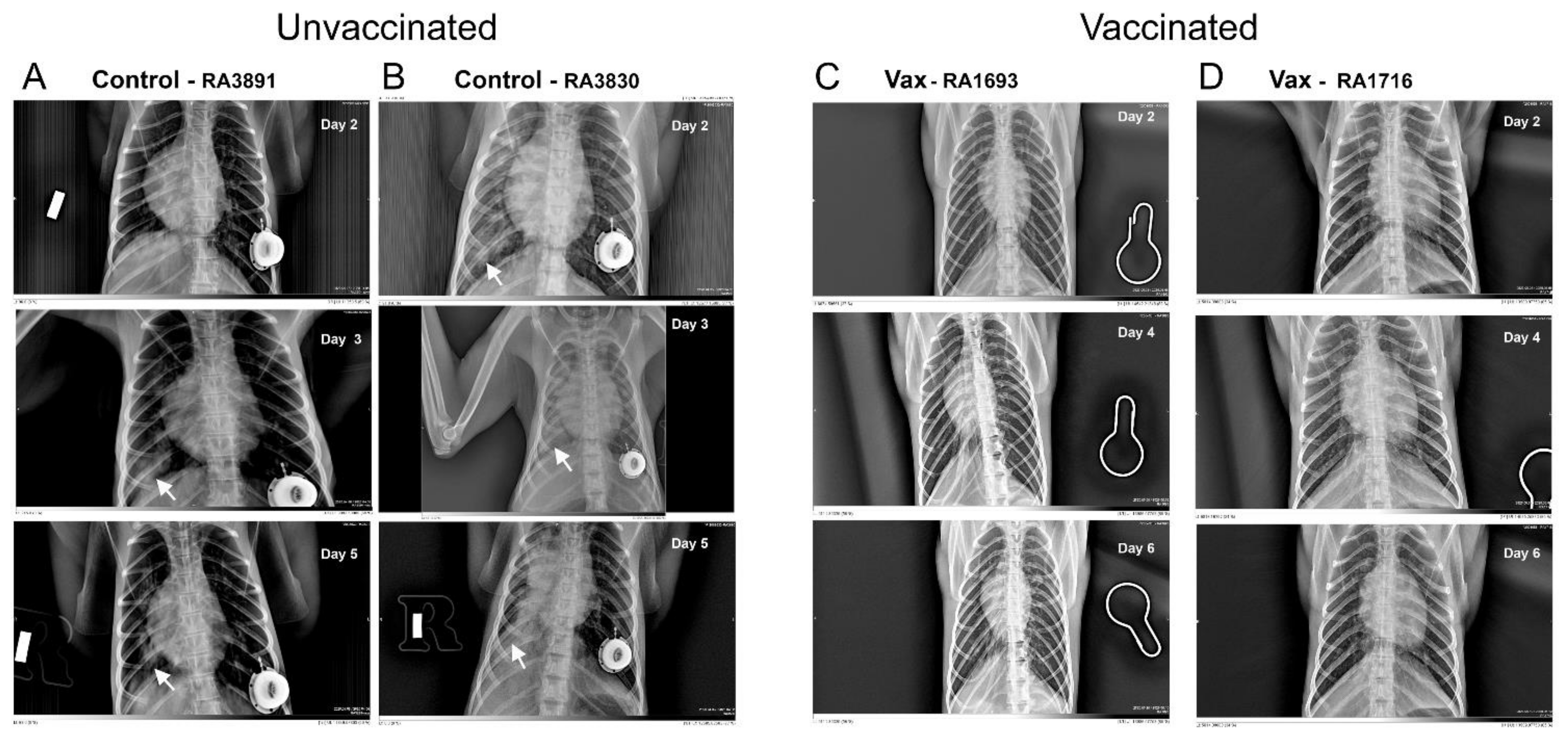 Vaccines 09 00520 g004 Vaccines 09 00520 g004