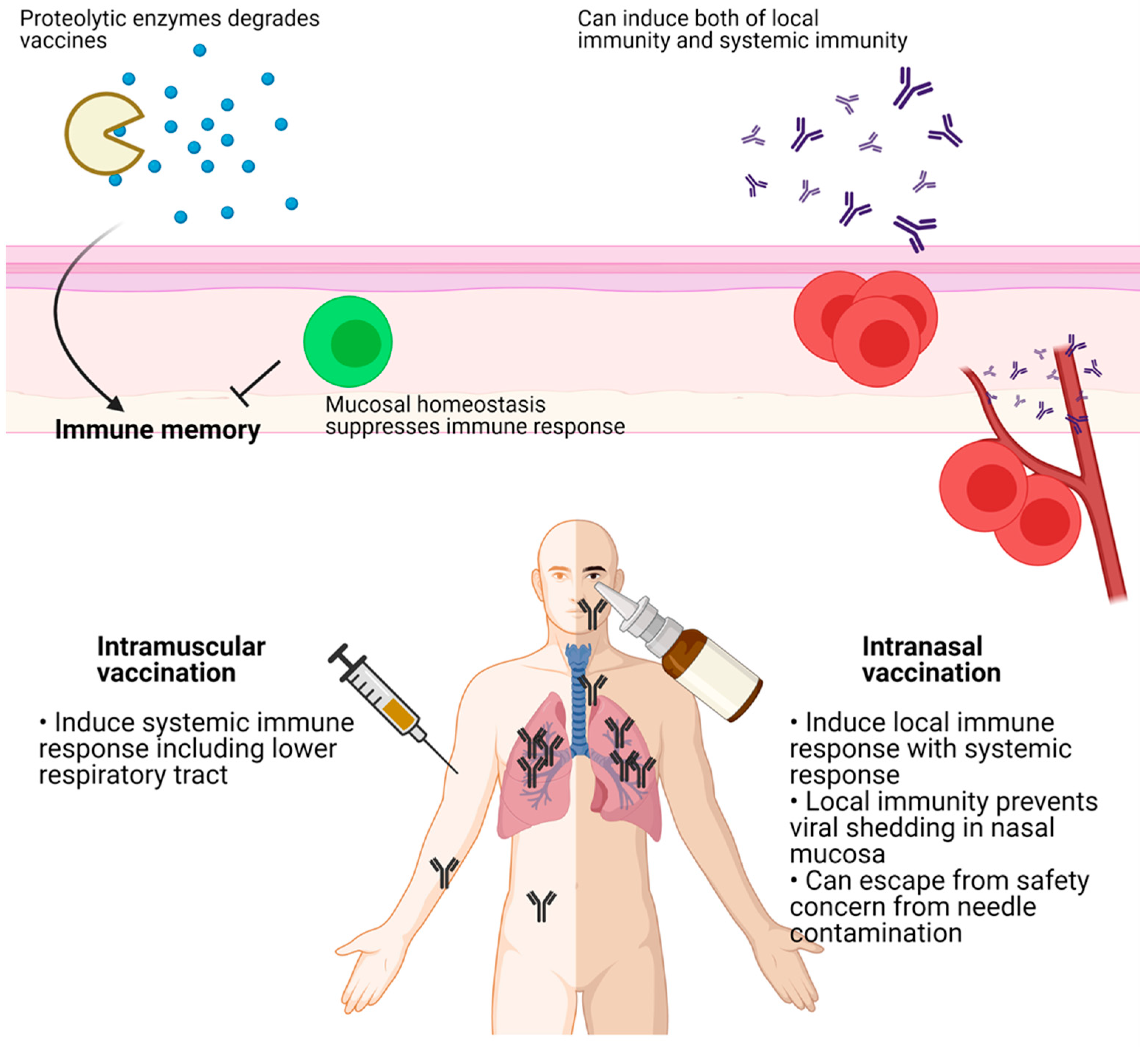 Vaccines 09 00524 g003