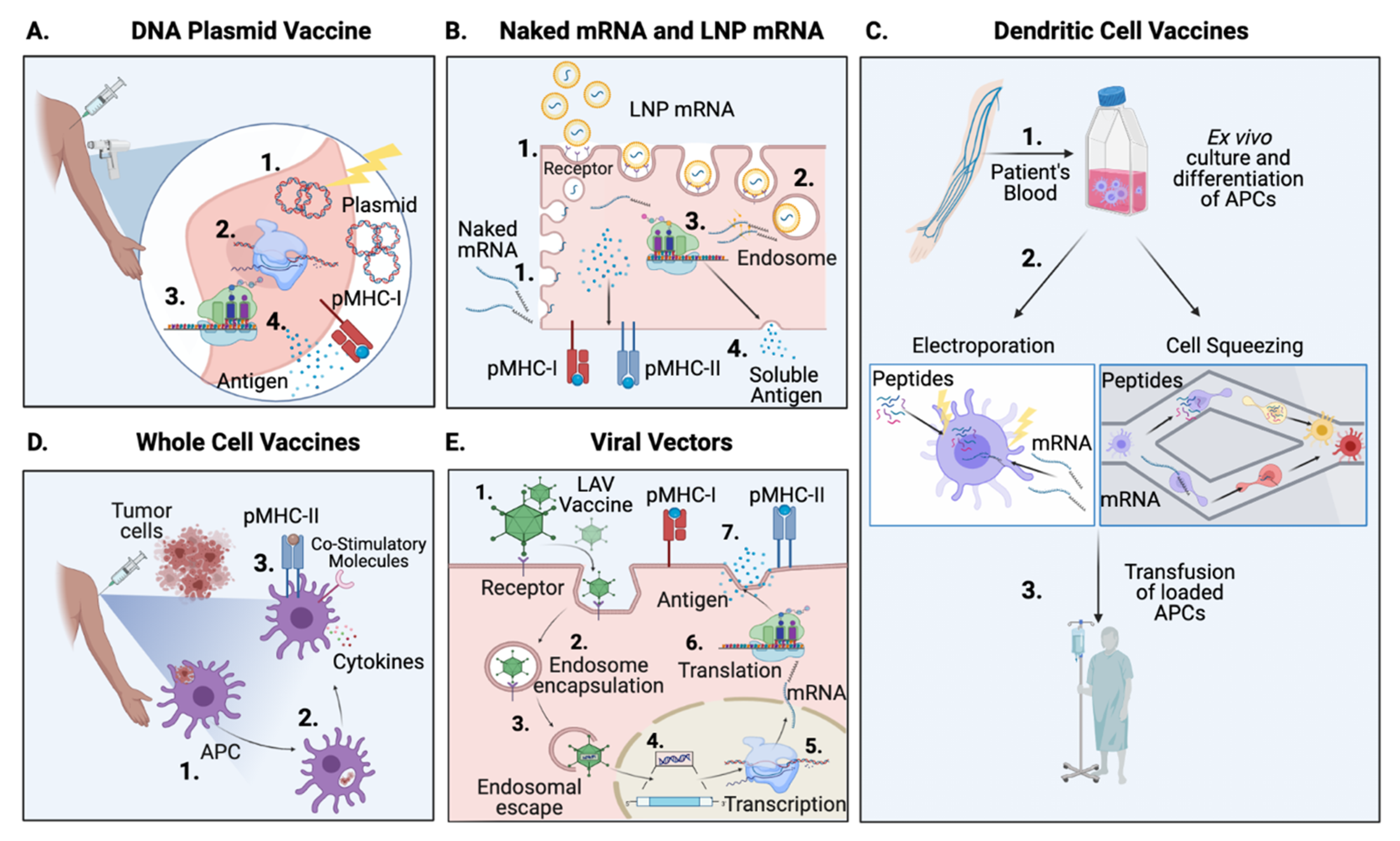 Vaccines 09 00535 g002