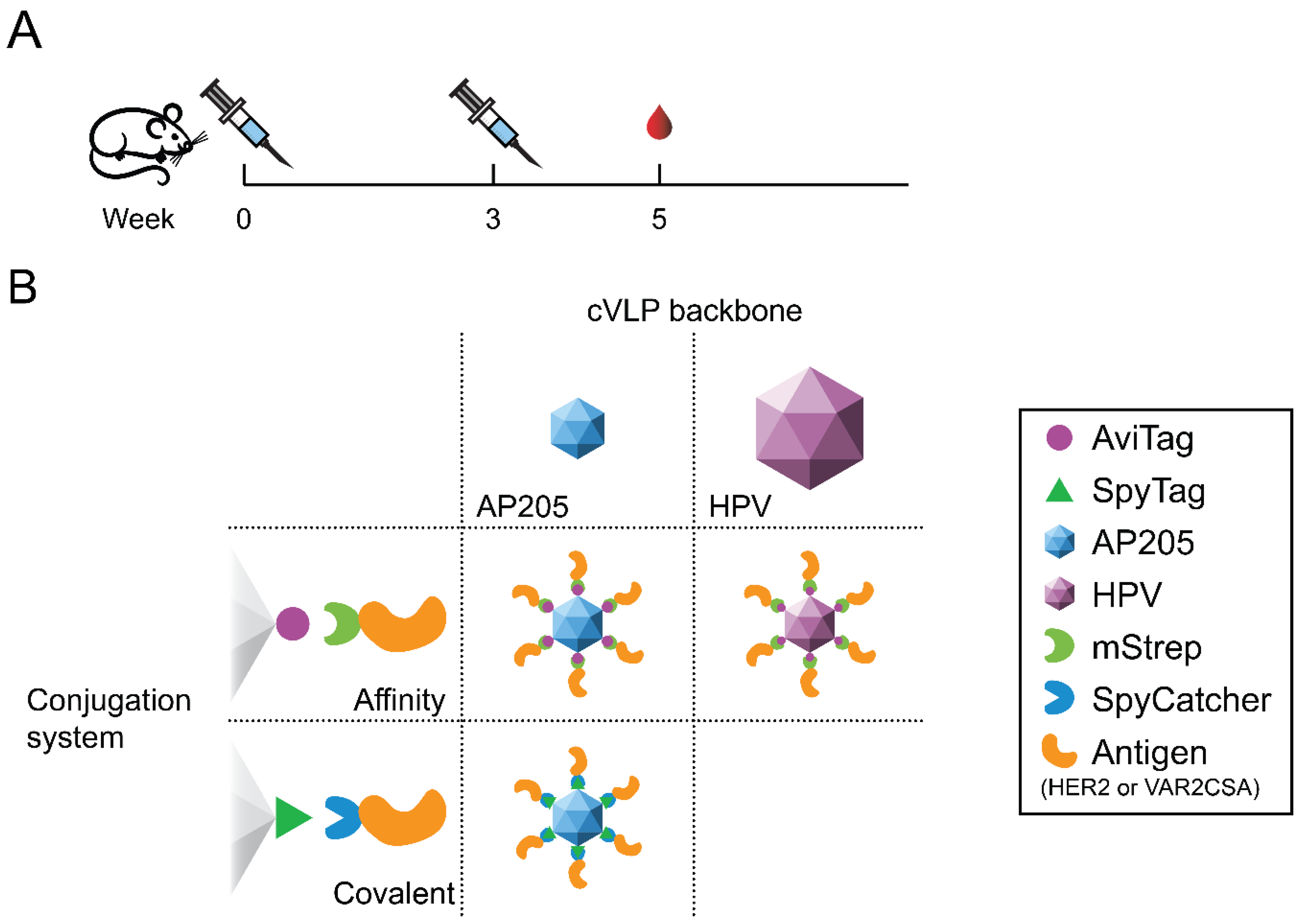 Vaccines 09 00539 g001