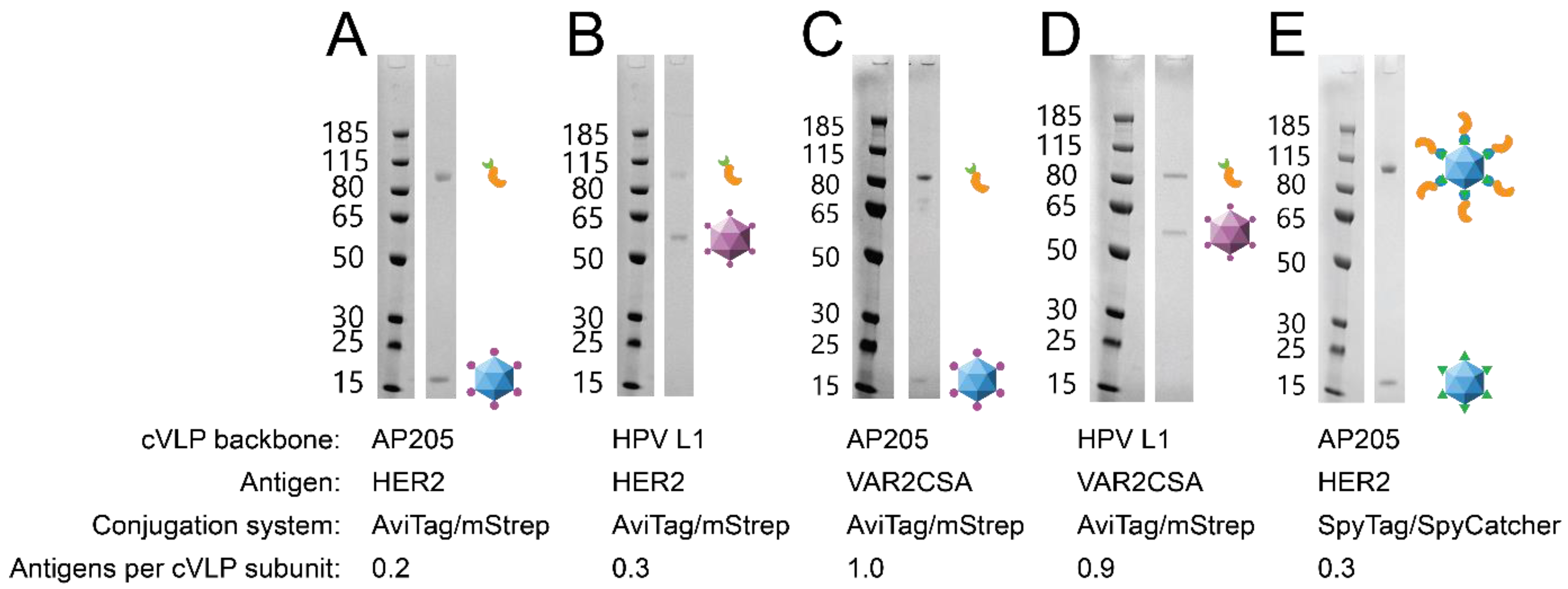 Vaccines 09 00539 g002