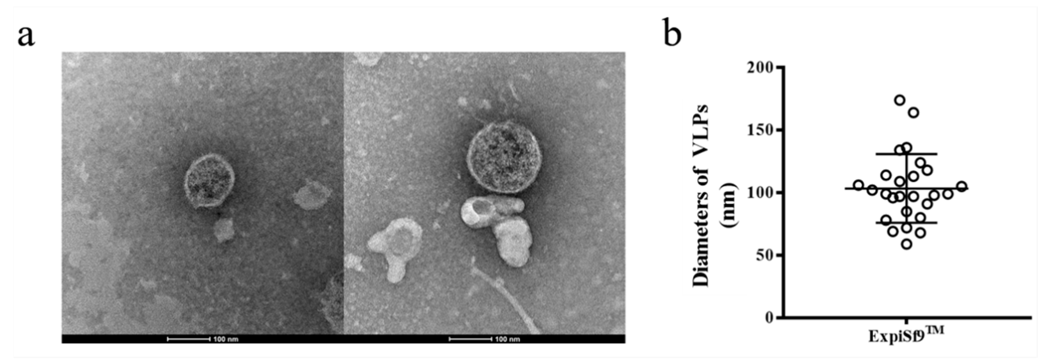 Vaccines 09 00554 g006