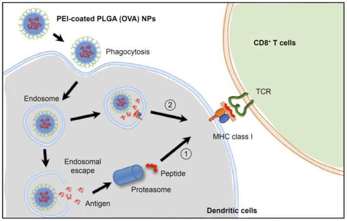 Vaccines 09 00558 g004 Vaccines 09 00558 g004
