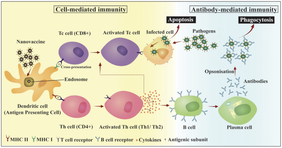 Vaccines 09 00558 sch001 Vaccines 09 00558 sch001
