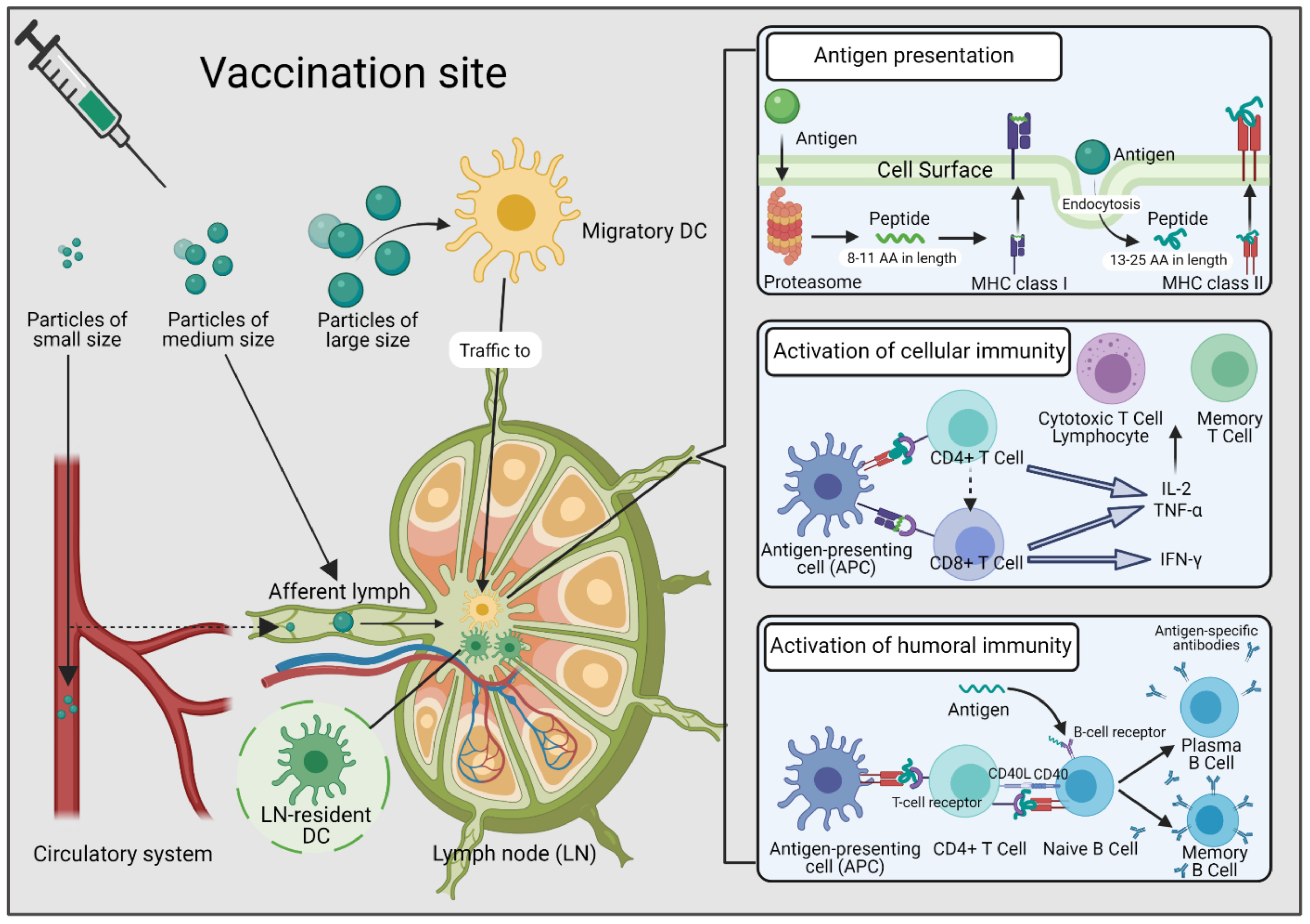 Vaccines 09 00563 g001