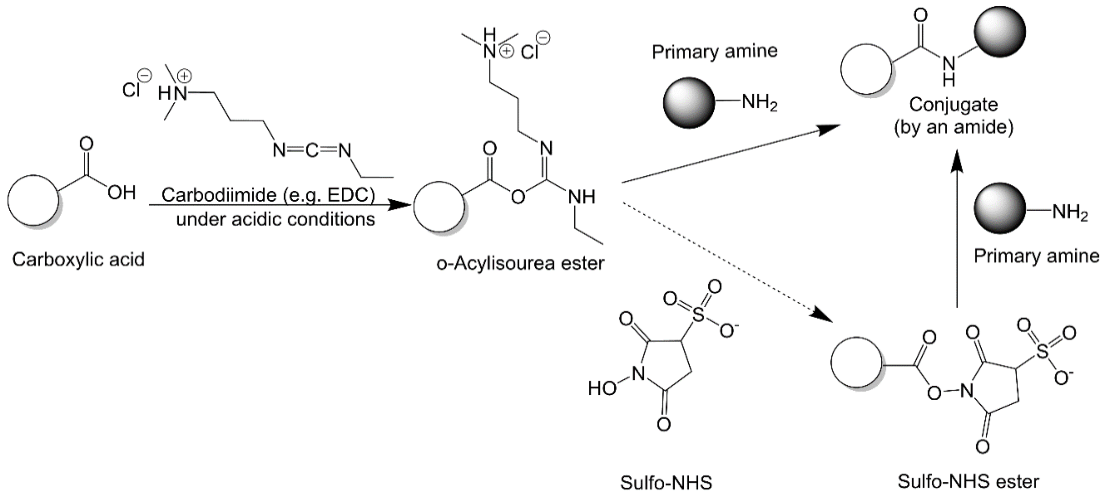 Vaccines 09 00563 g005