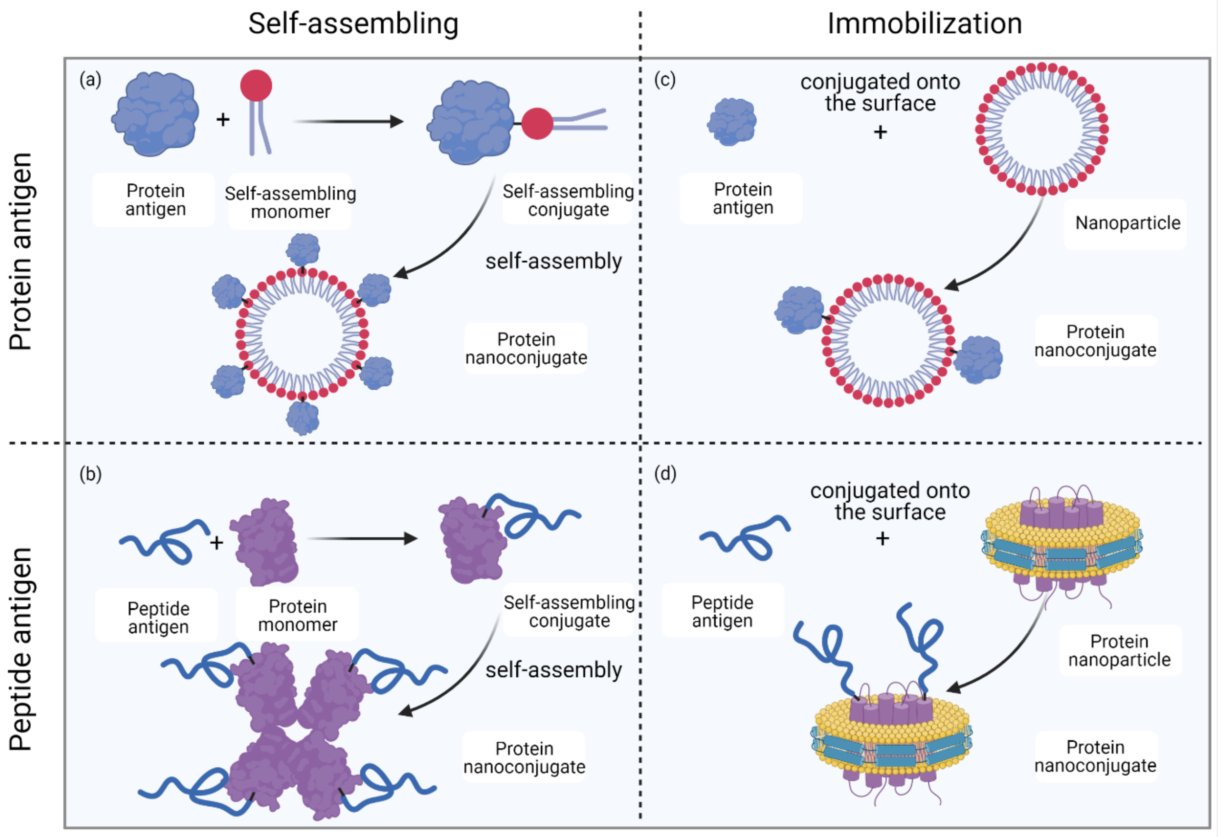 Vaccines 09 00563 g012
