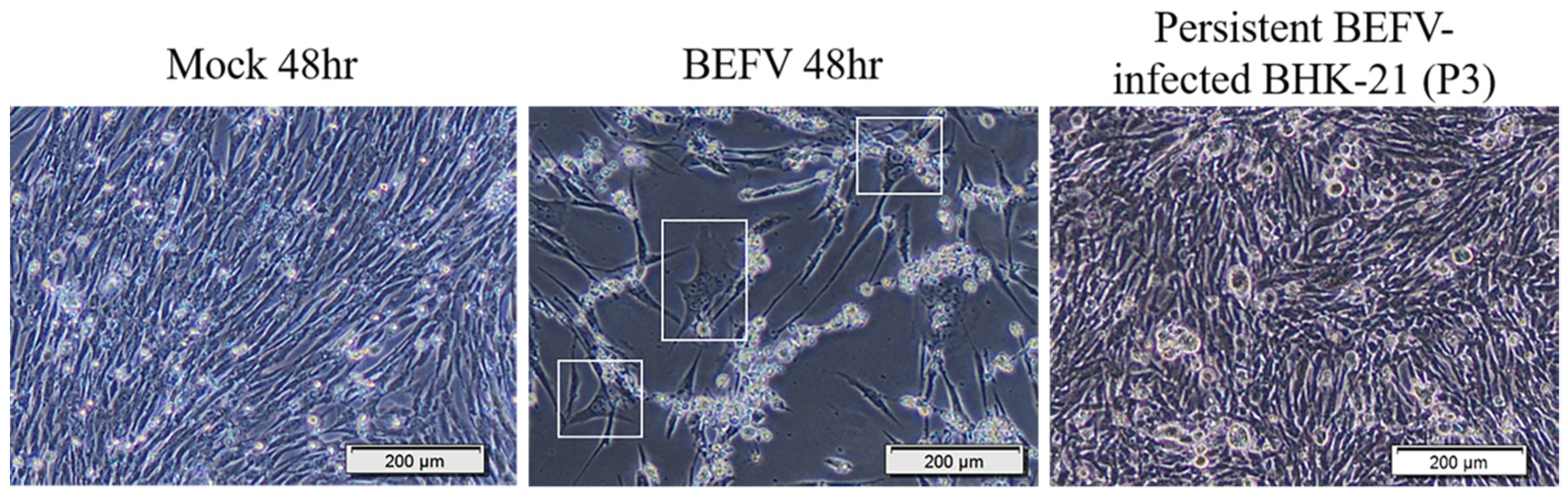 Vaccines 09 00601 g001 Vaccines 09 00601 g001