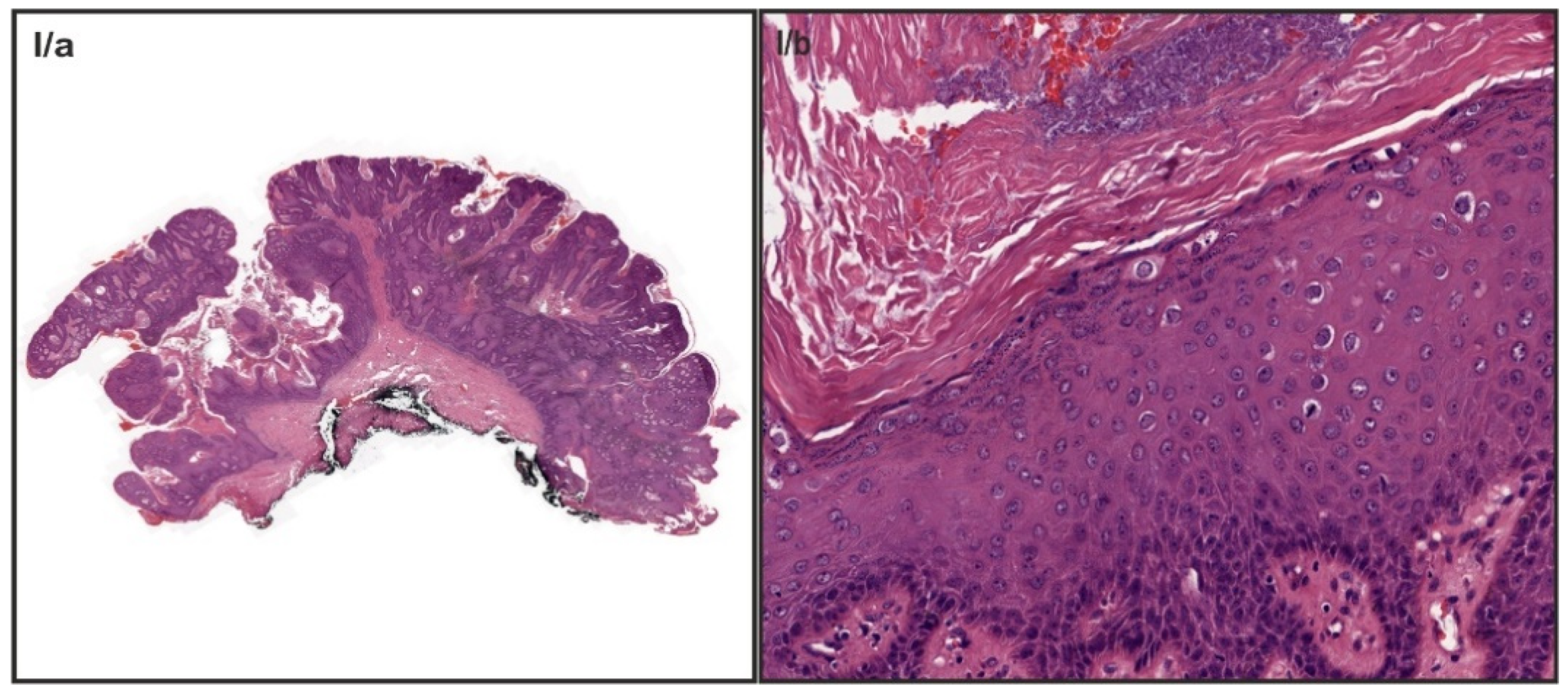 Vaccines 09 00604 g001