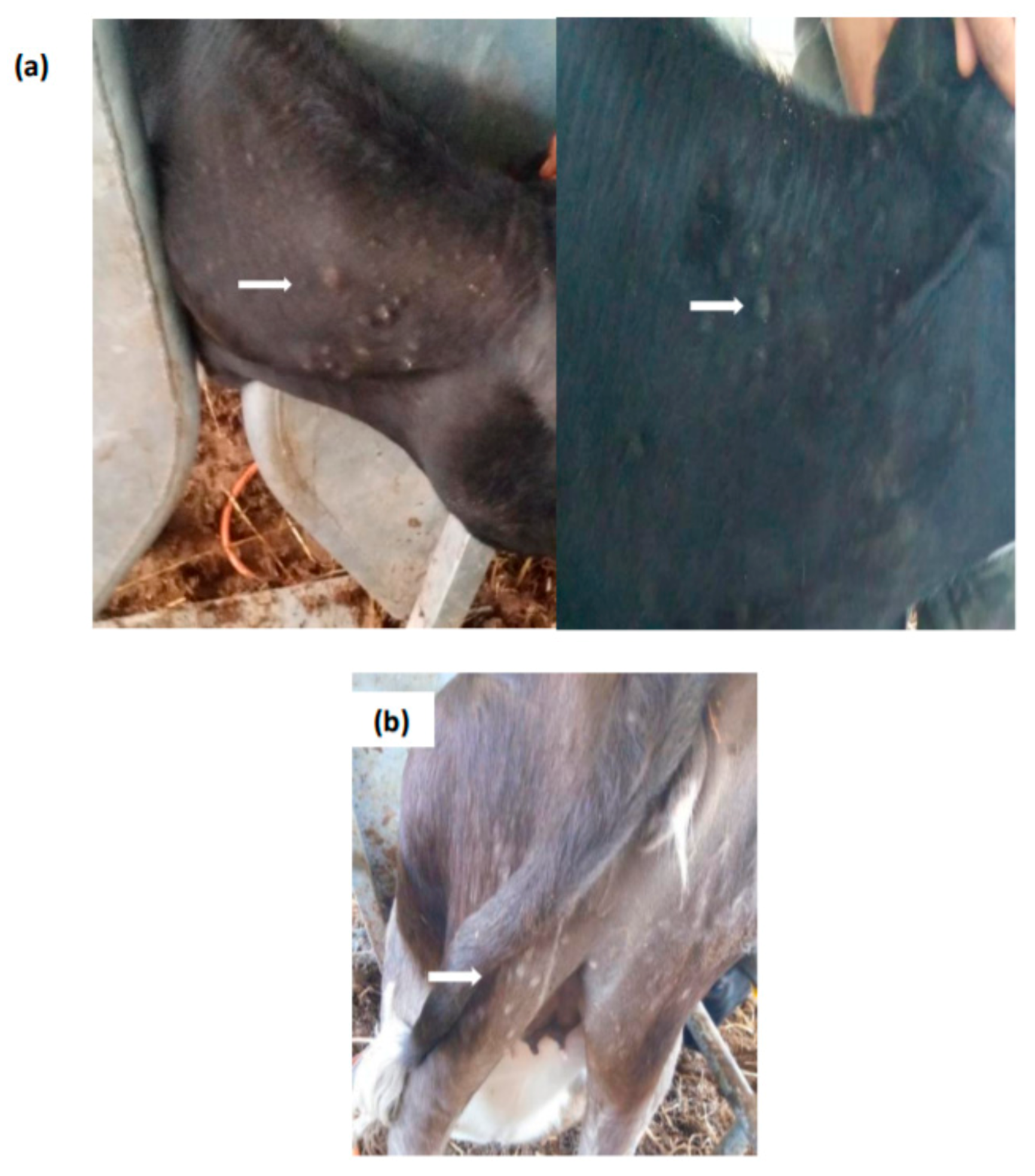 Vaccines 09 00621 g004