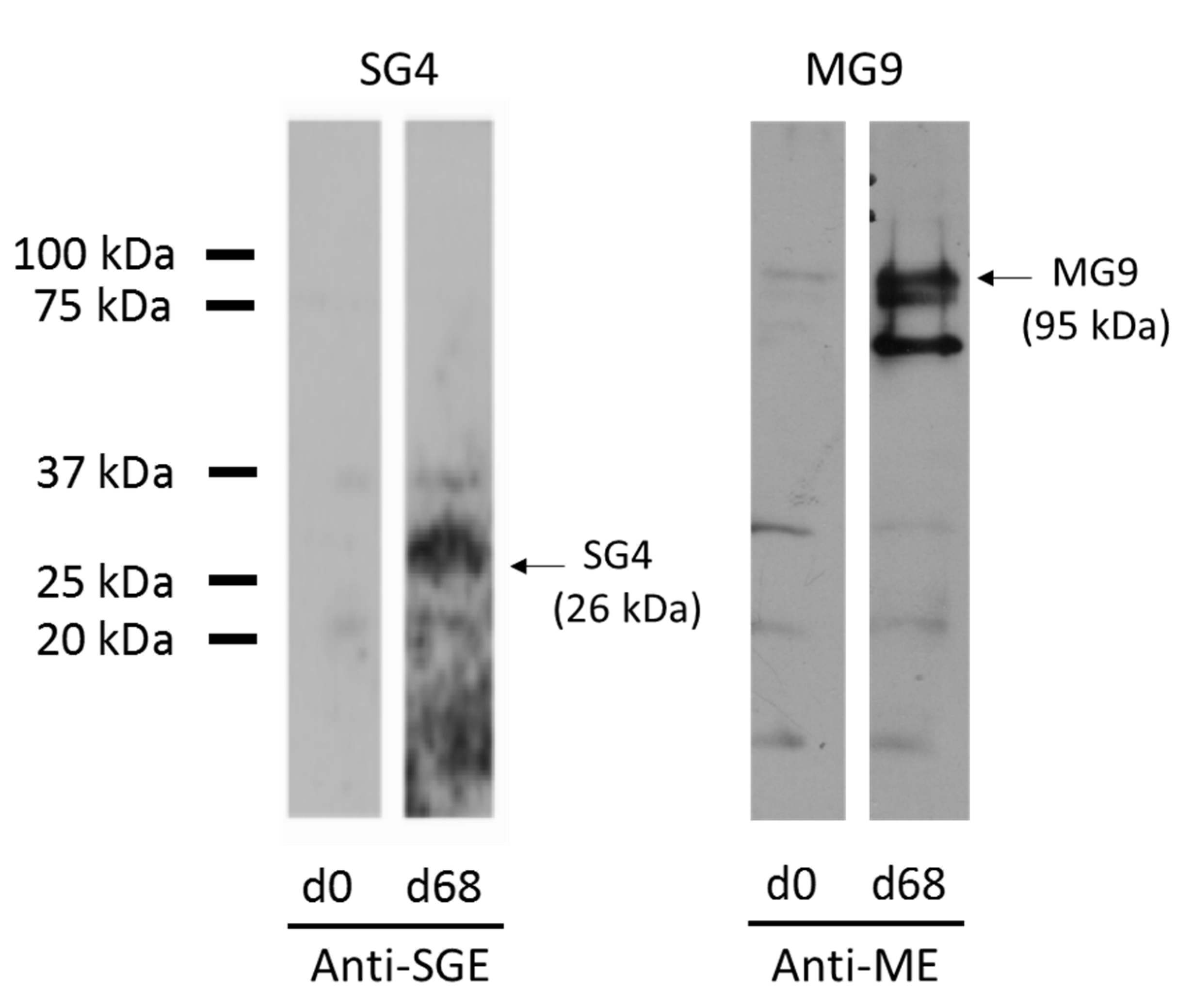 Vaccines 09 00636 g002 Vaccines 09 00636 g002