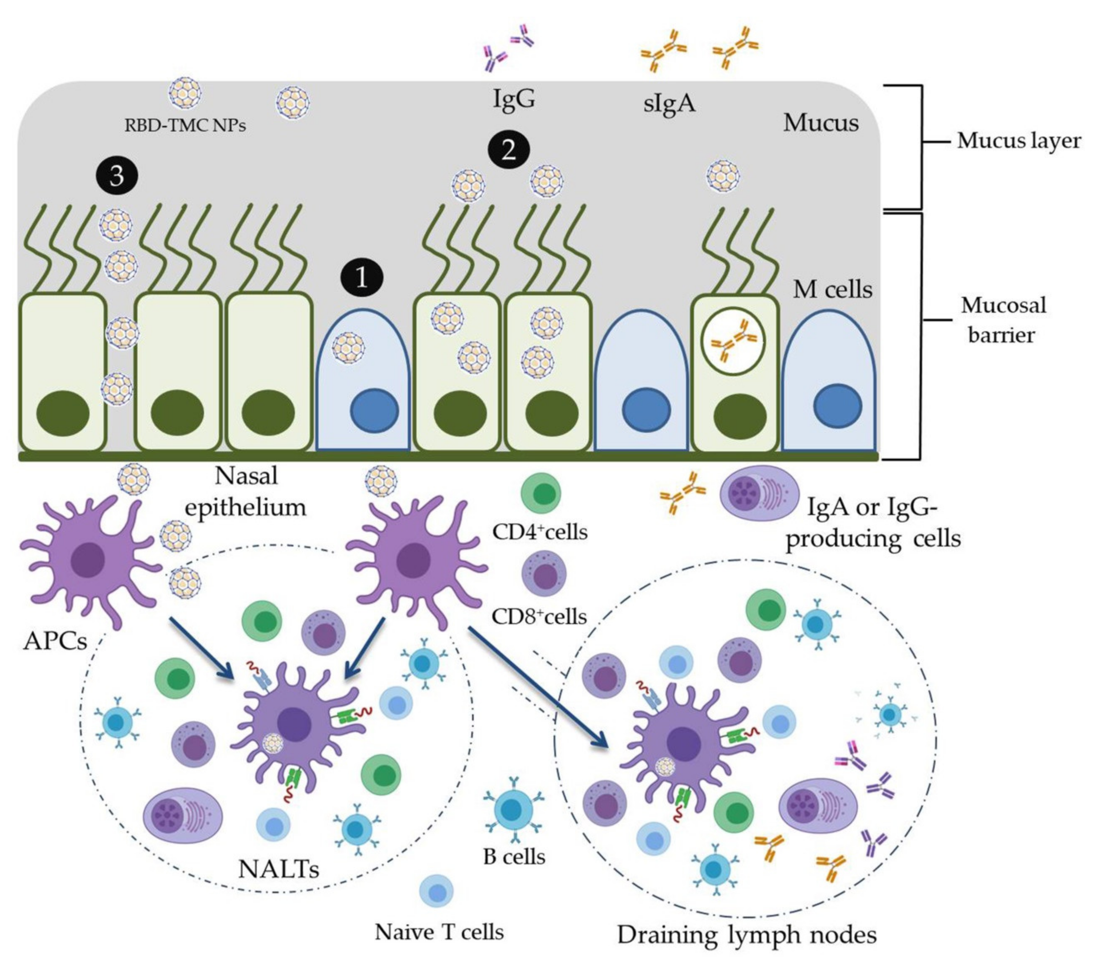 Vaccines 09 00768 g007