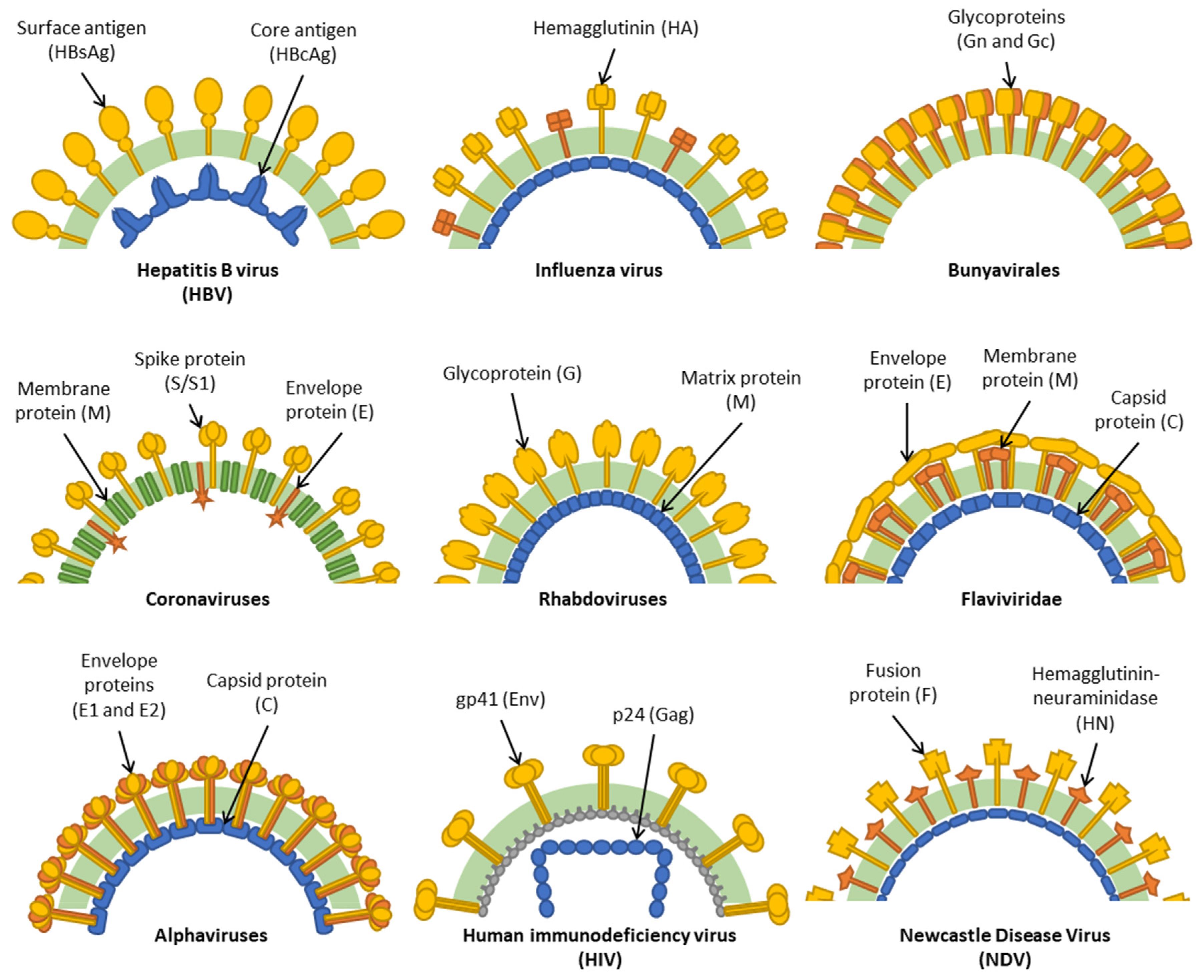 Vaccines 09 00780 g001 Vaccines 09 00780 g001