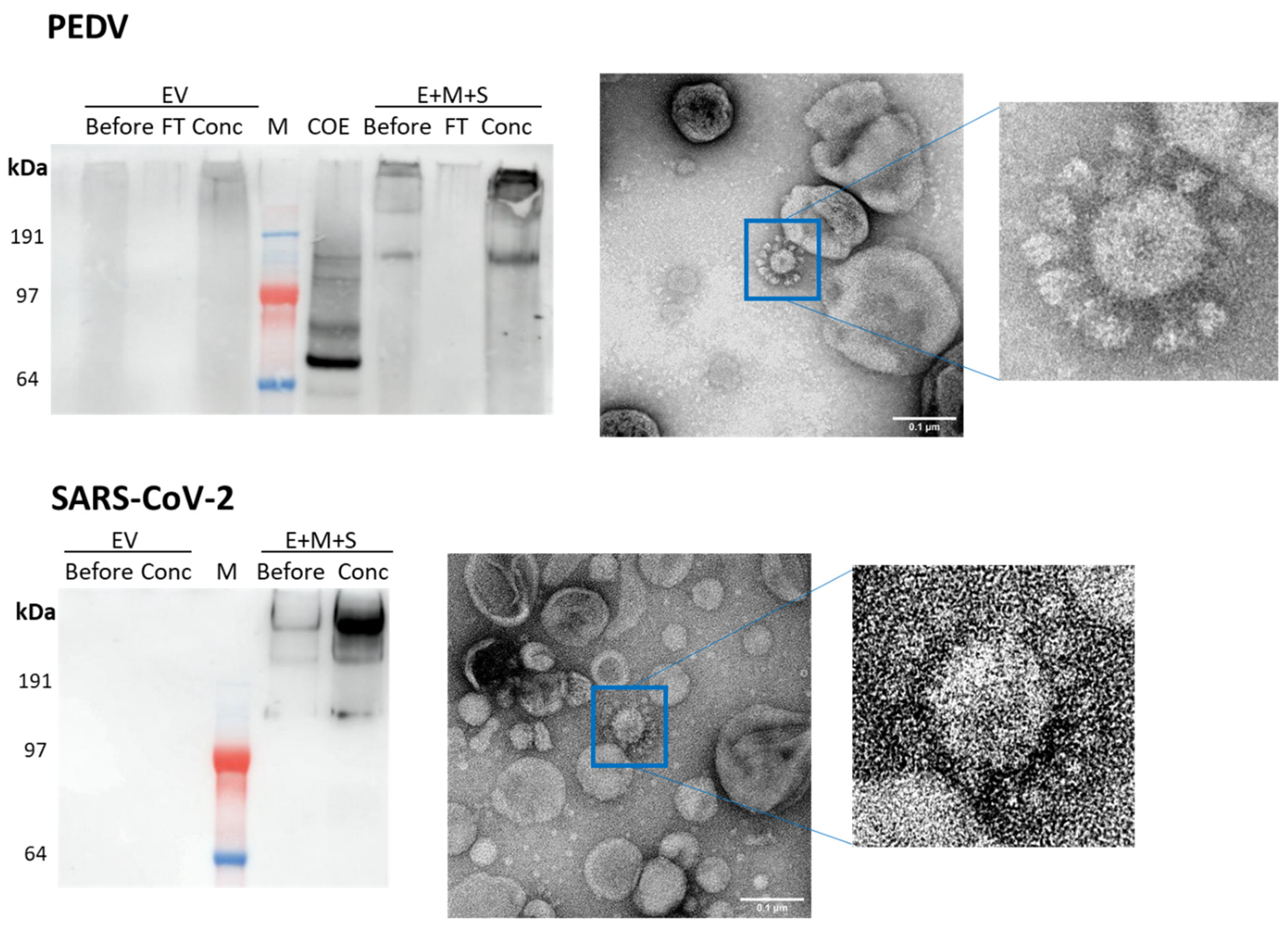 Vaccines 09 00780 g002 Vaccines 09 00780 g002