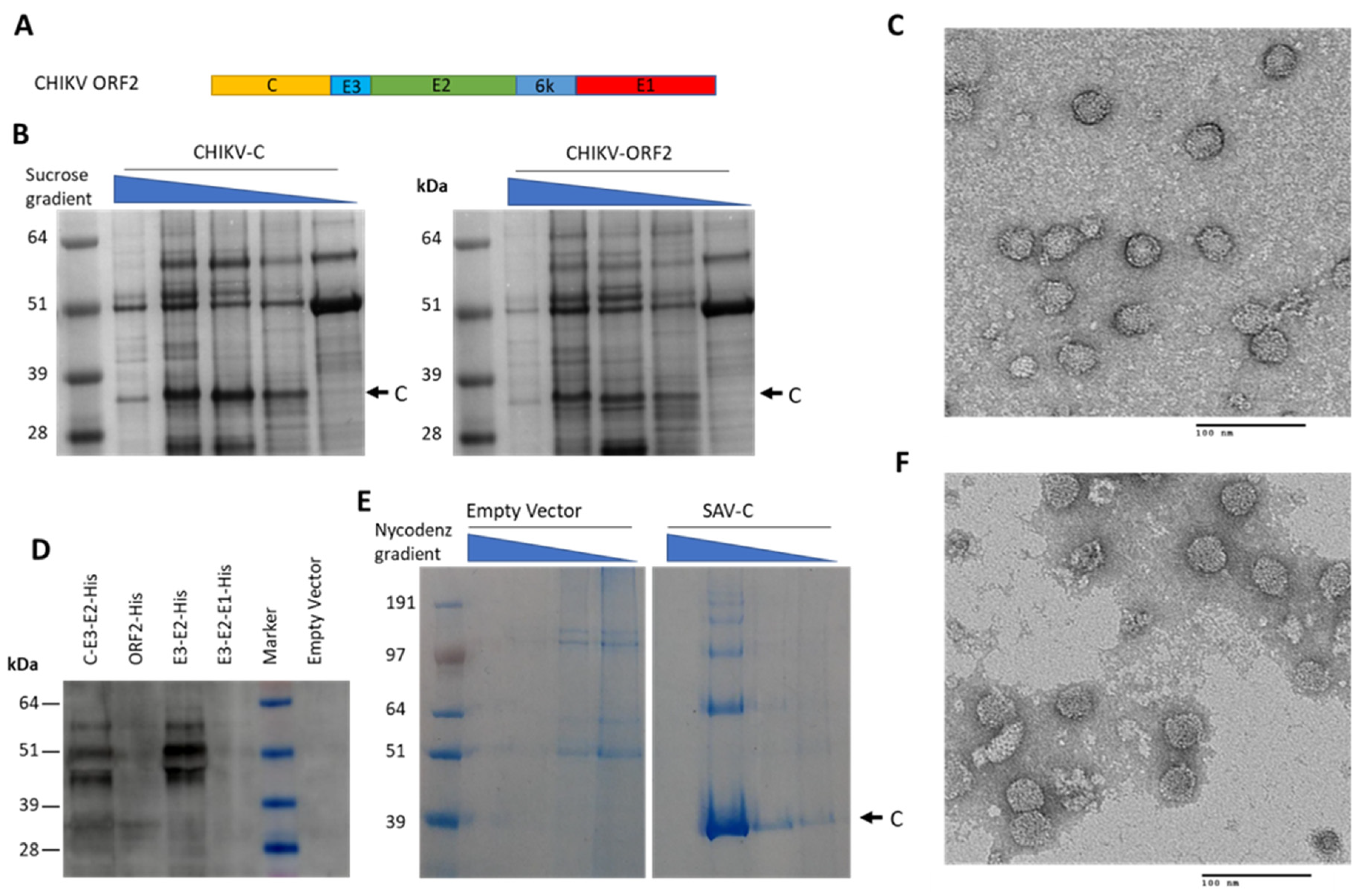 Vaccines 09 00780 g005 Vaccines 09 00780 g005
