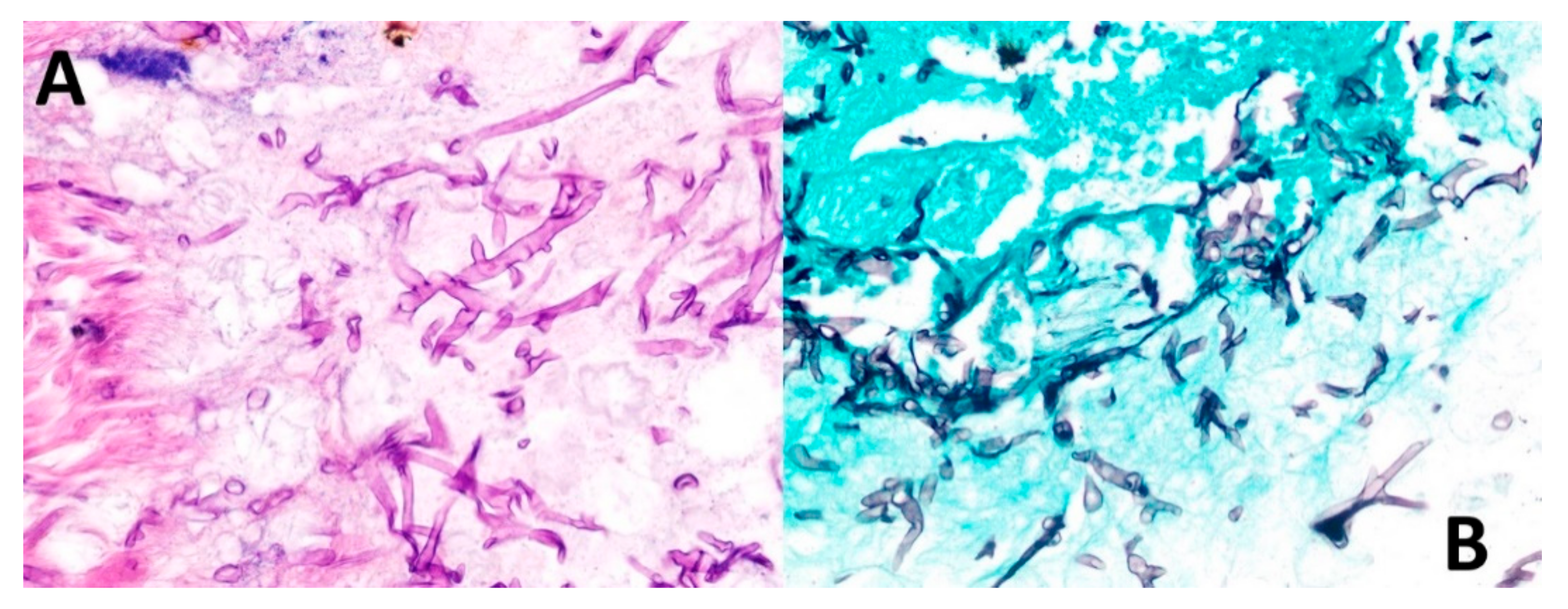 Vaccines 09 00826 g006