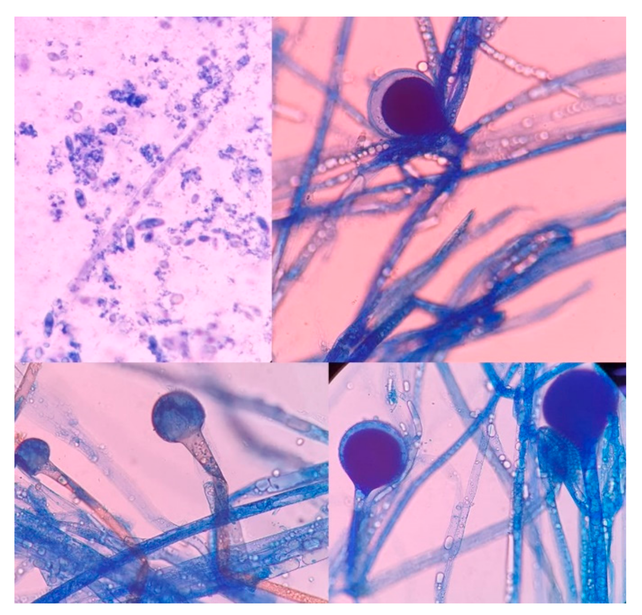 Vaccines 09 00826 g007