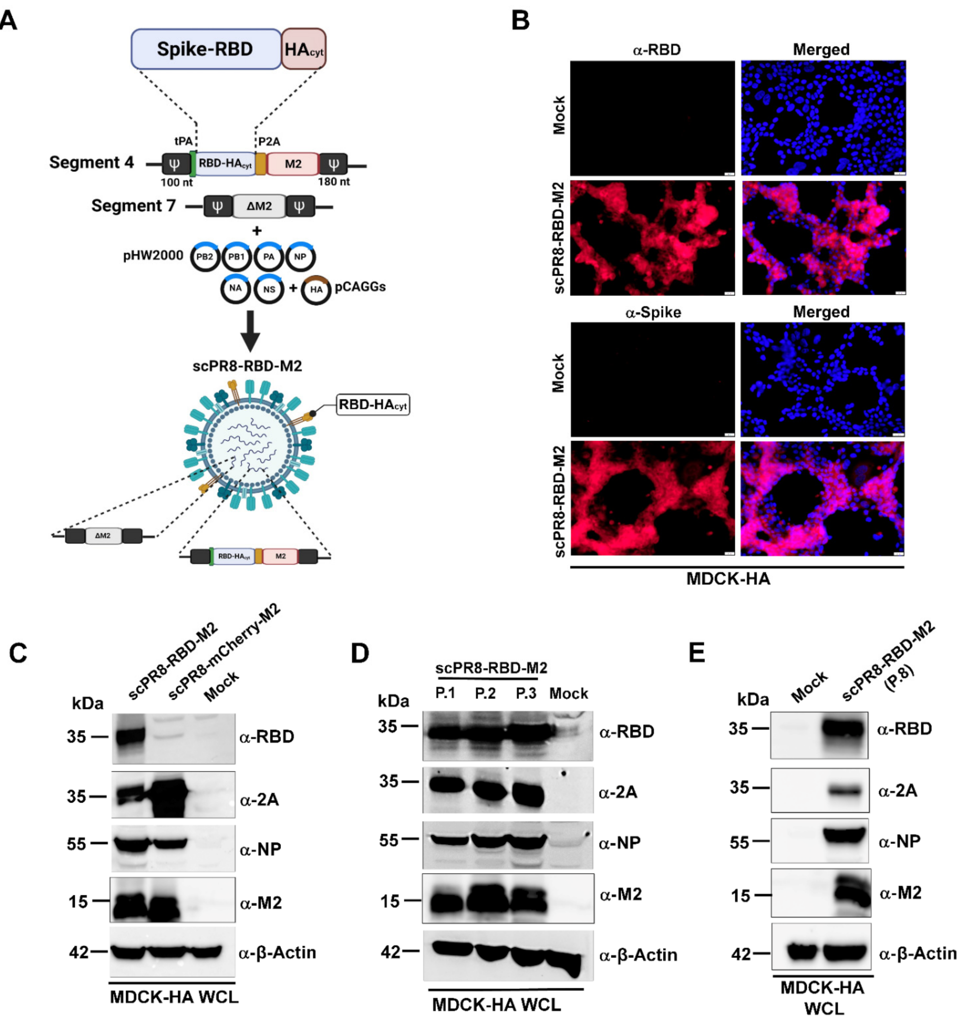 Vaccines 09 00850 g001
