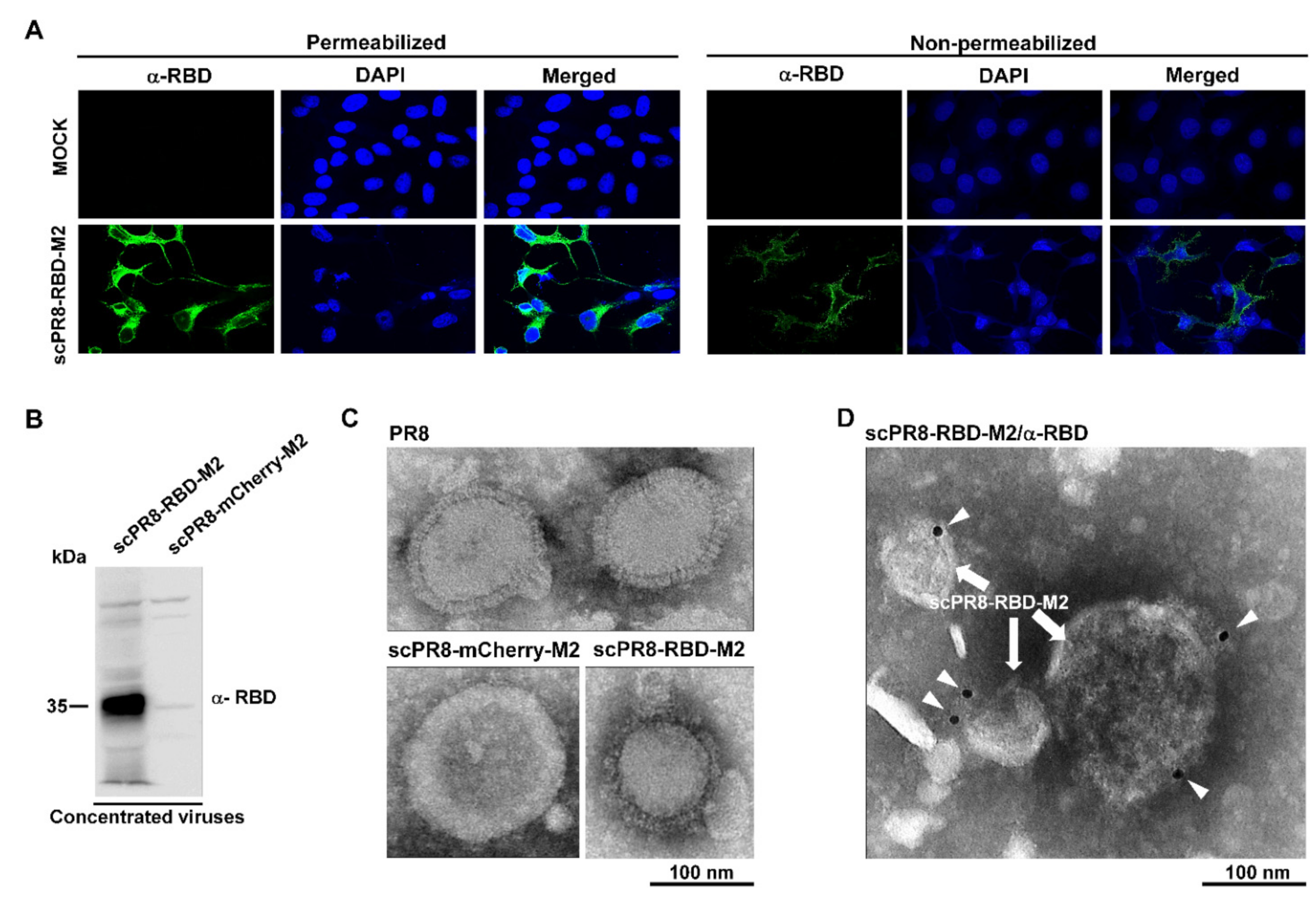 Vaccines 09 00850 g003