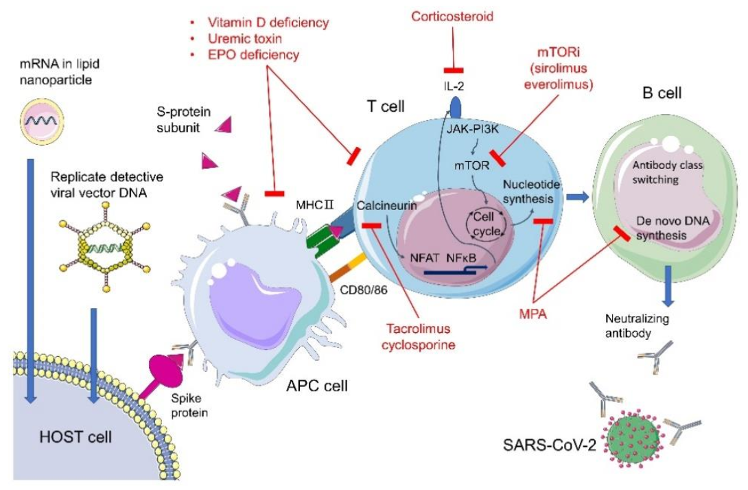 Vaccines 09 00885 g001 Vaccines 09 00885 g001