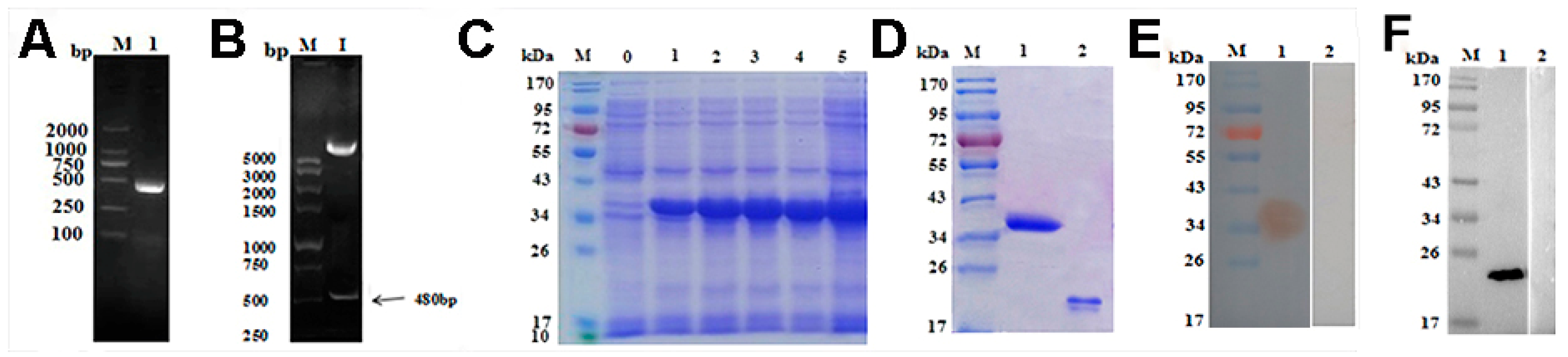 Vaccines 09 00934 g002 Vaccines 09 00934 g002