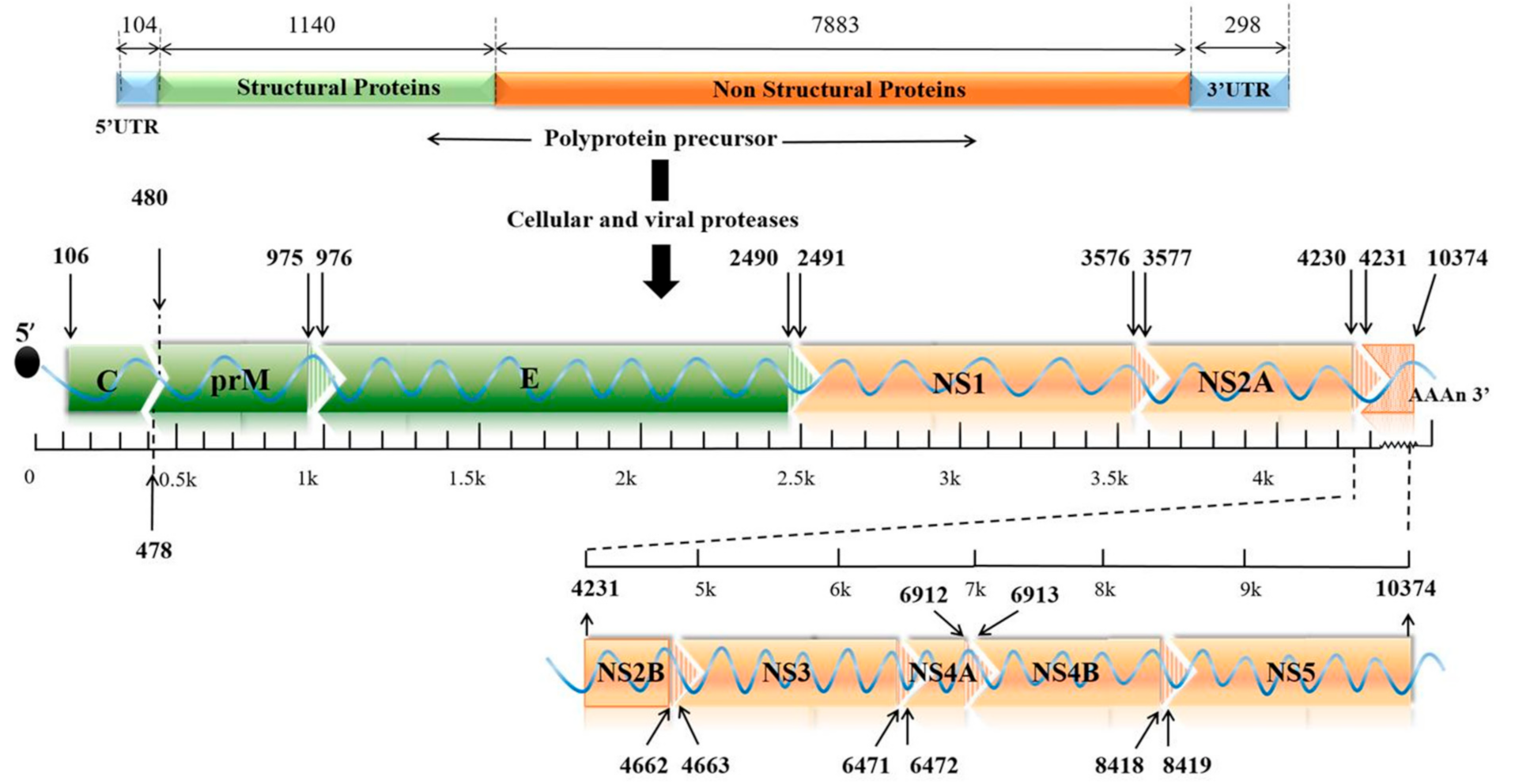 Vaccines 09 01004 g001