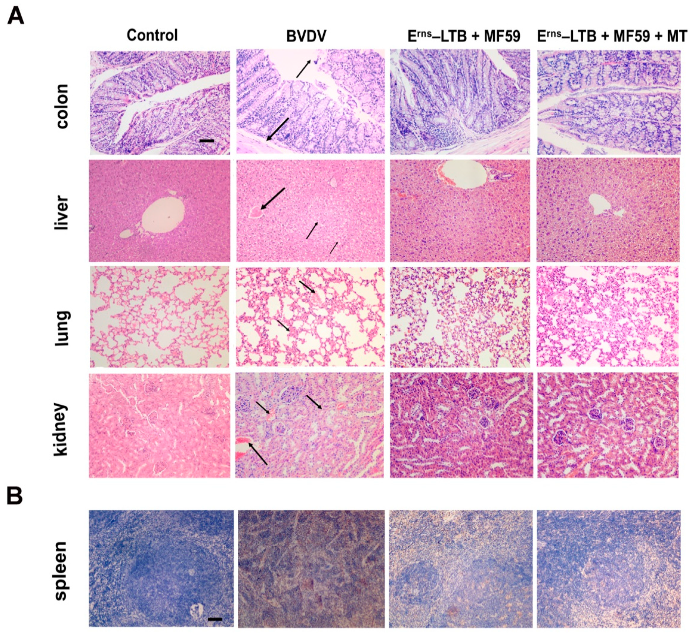 Vaccines 09 01039 g003
