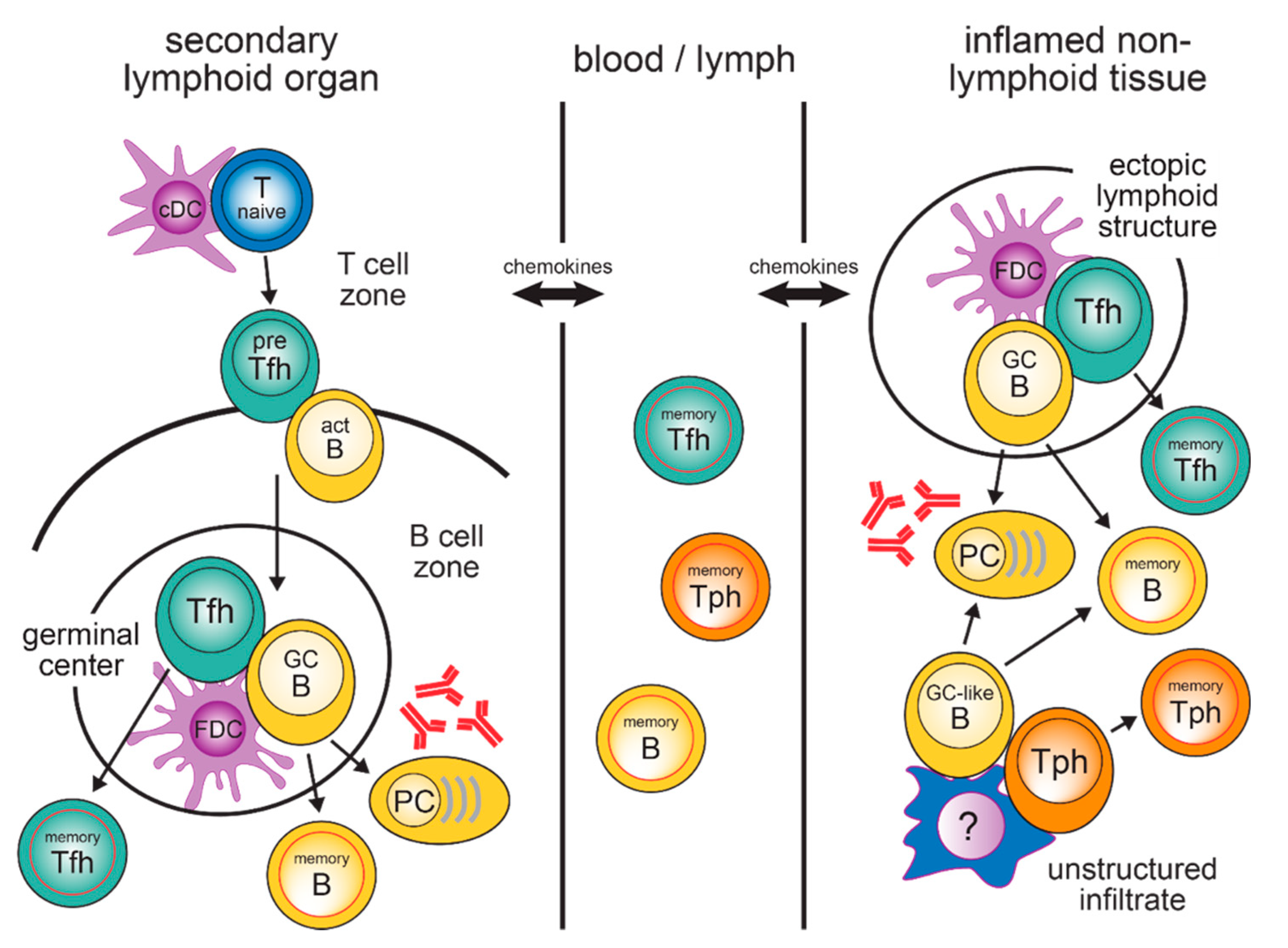 T Cell/B Cell Interactions in the Establishment of Protective Immunity