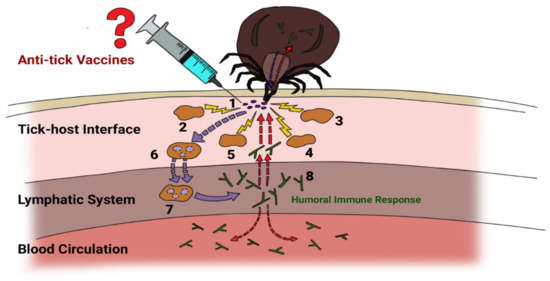 Vaccines 09 01185 g001
