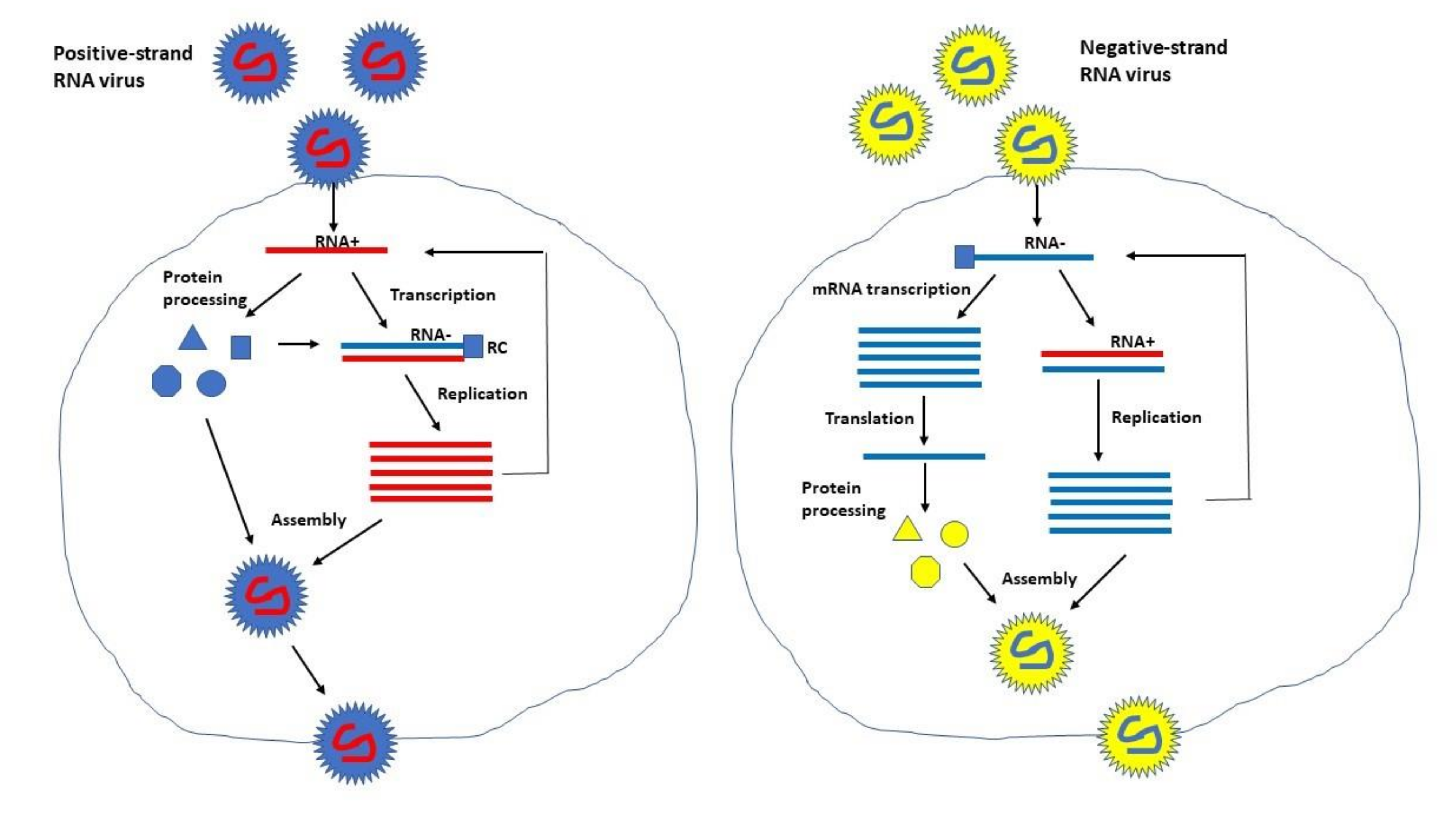 Vaccines 09 01187 g003