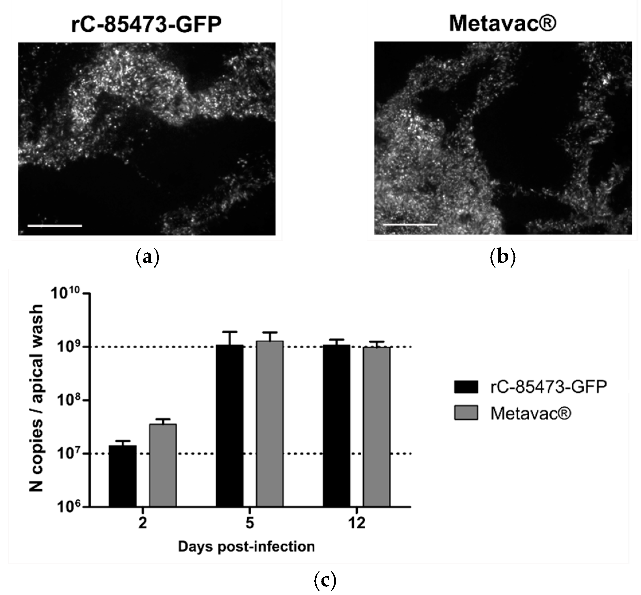 Vaccines 09 01190 g005