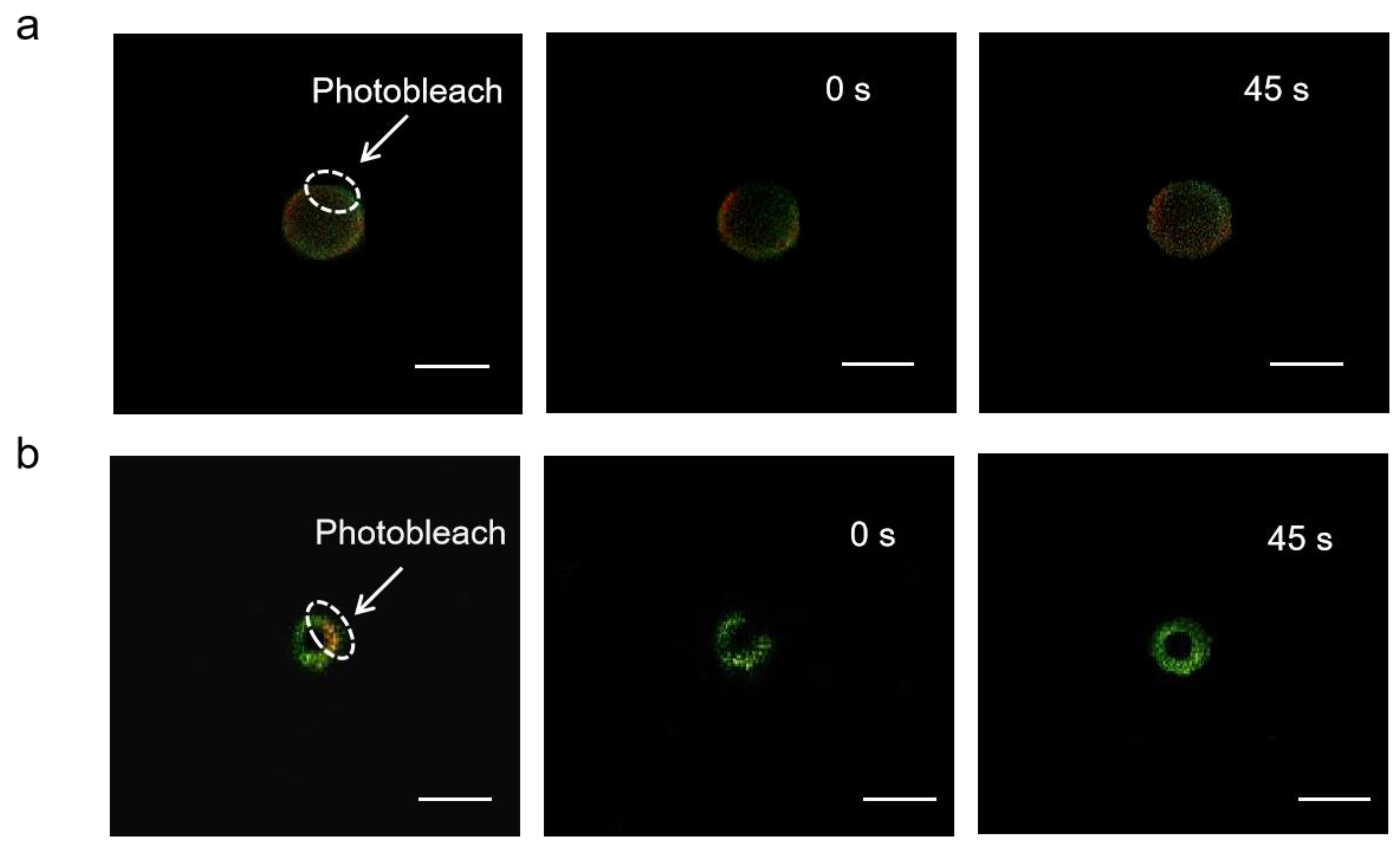 Vaccines 09 01244 g007